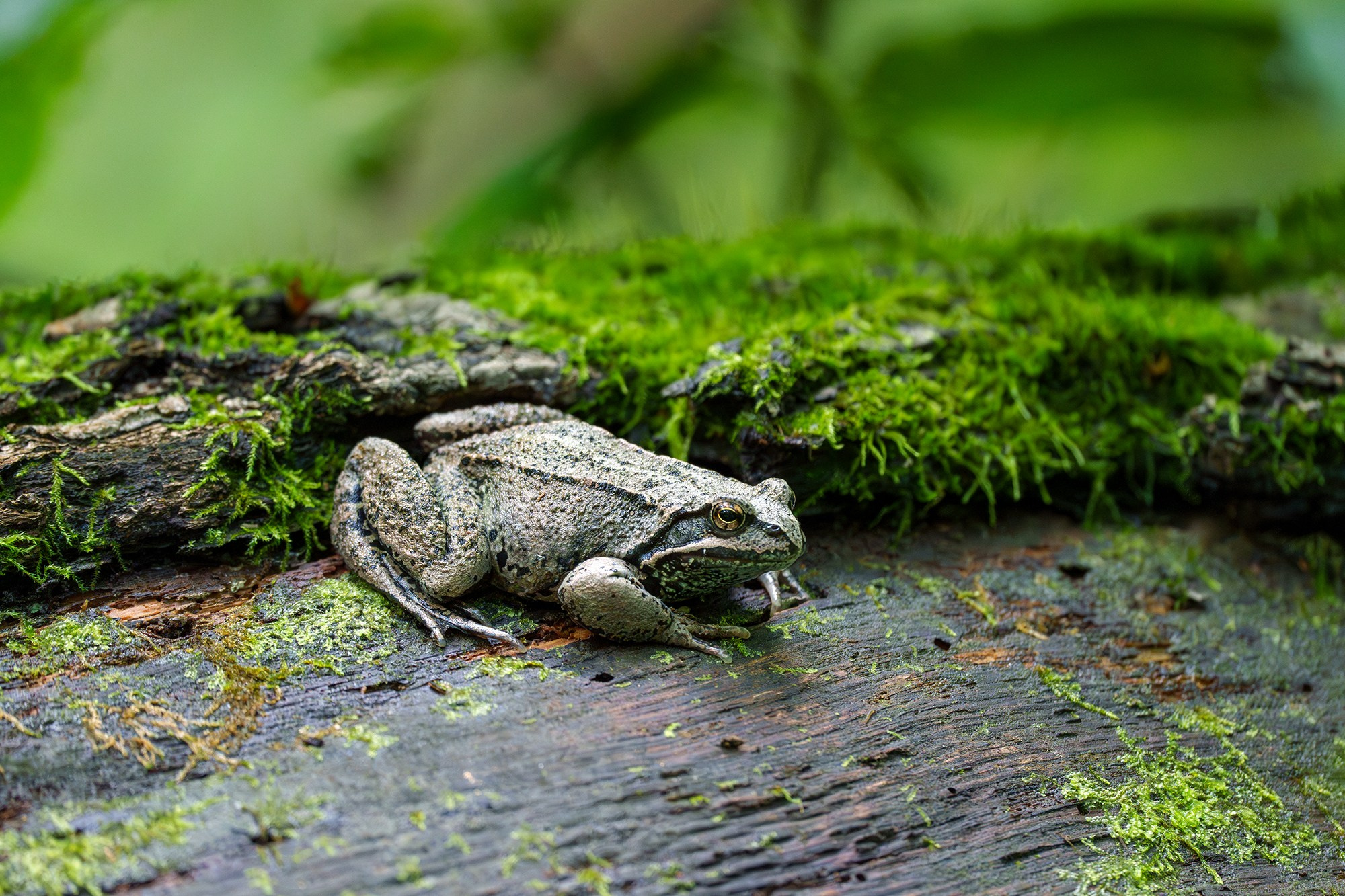 Животные. Ваш личный фотограф Марина Волкова
