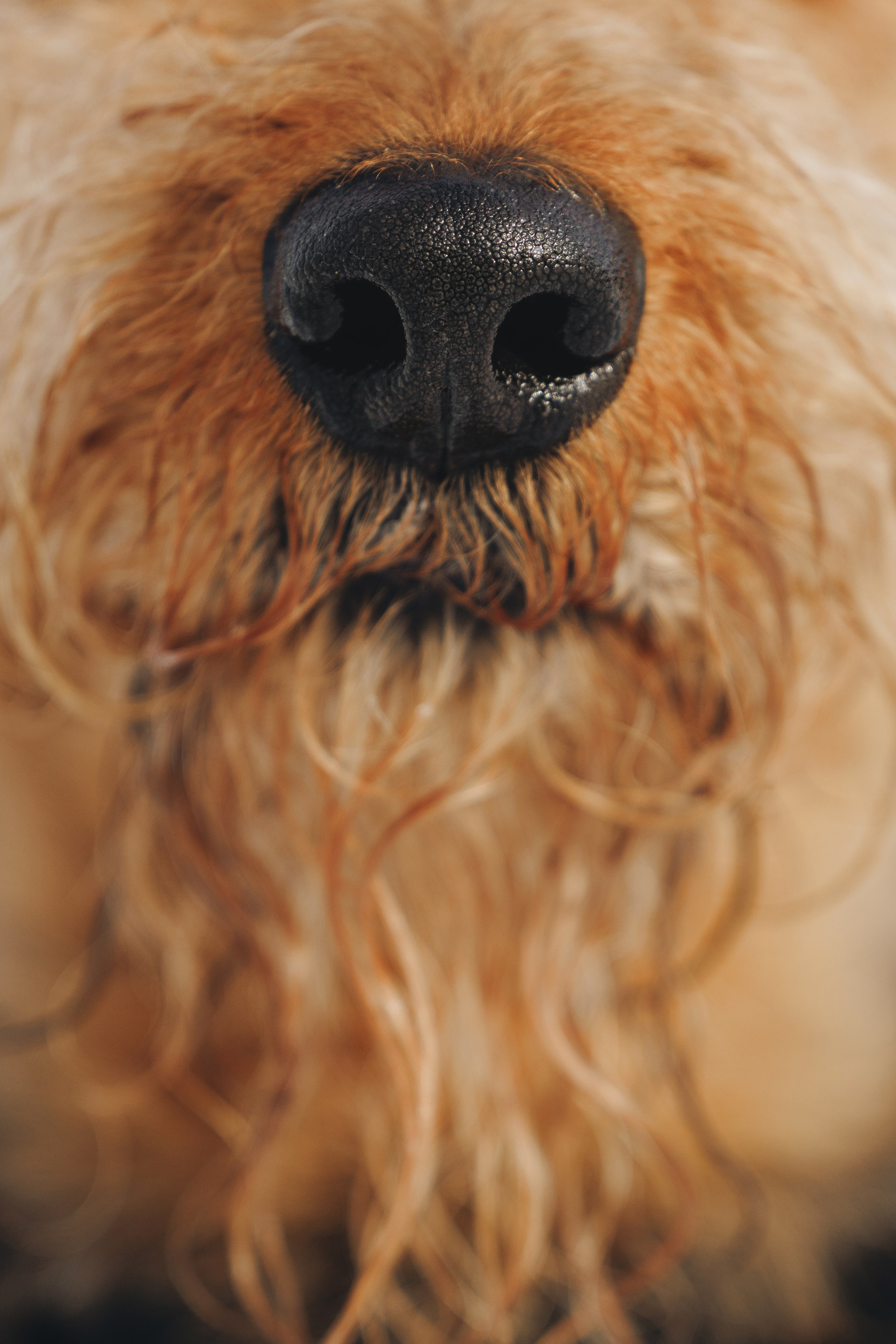 Оля и Хард. Фотограф анималист Осипчикова Мария