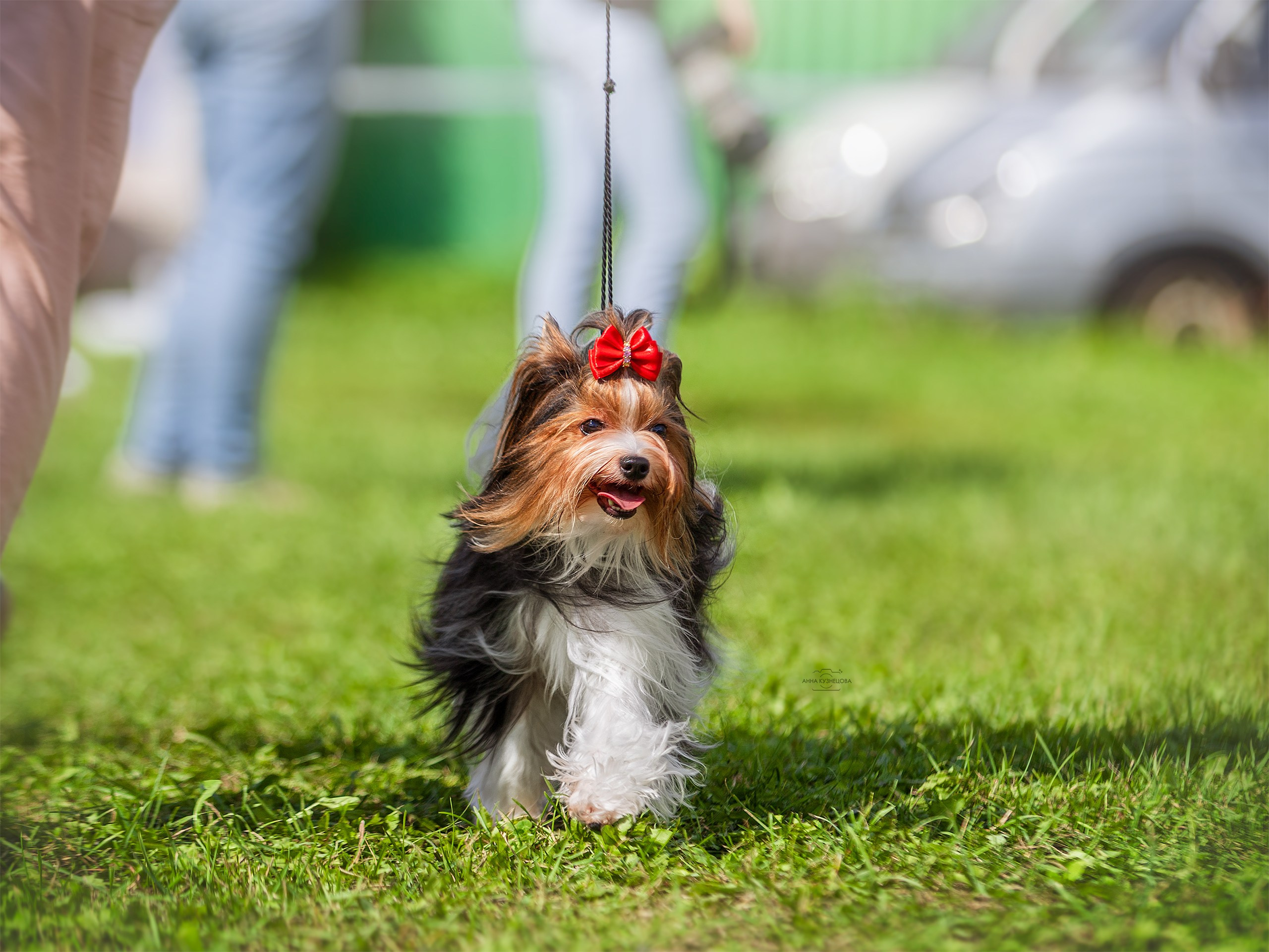В ринге. Фотограф анималист Кузнецова Анна Нижний Новгород