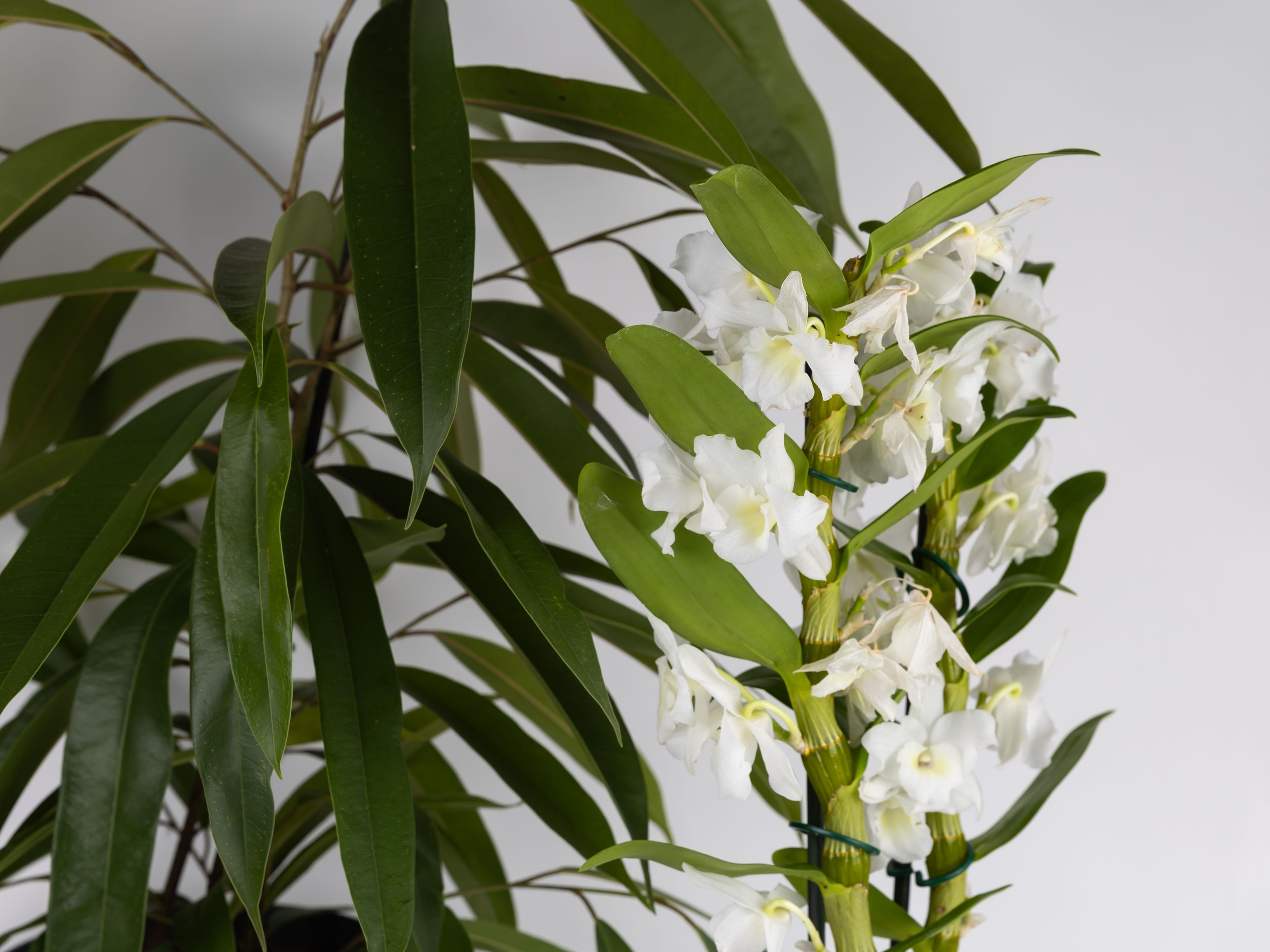 01.08.2025 Фотосессия Цветополис. ФОТОГРАФ ВИНОГРАДОВА ДАРЬЯ