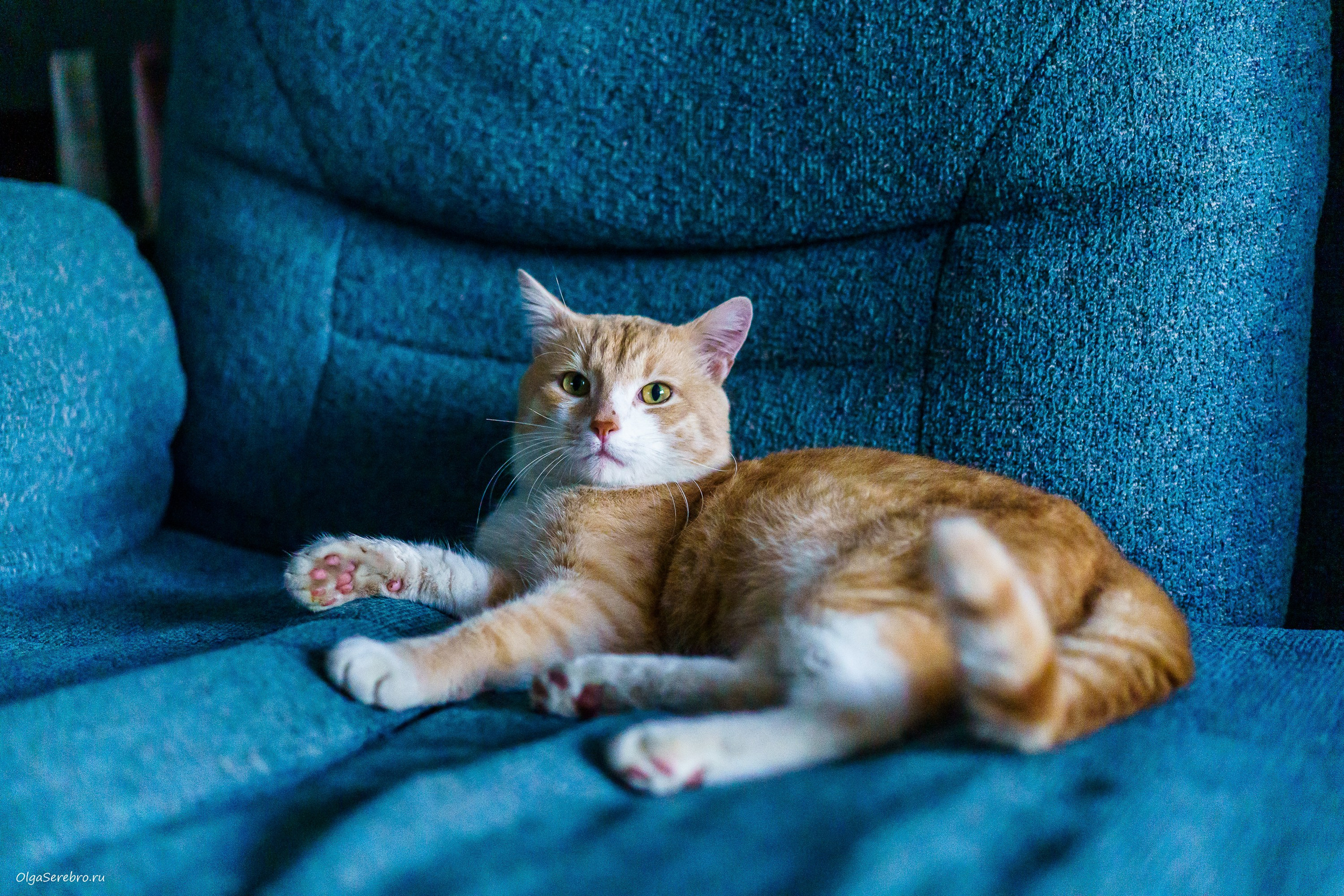 Хотела пристроить Коржика, но…. Фотограф Челябинск · Ольга Серебрякова