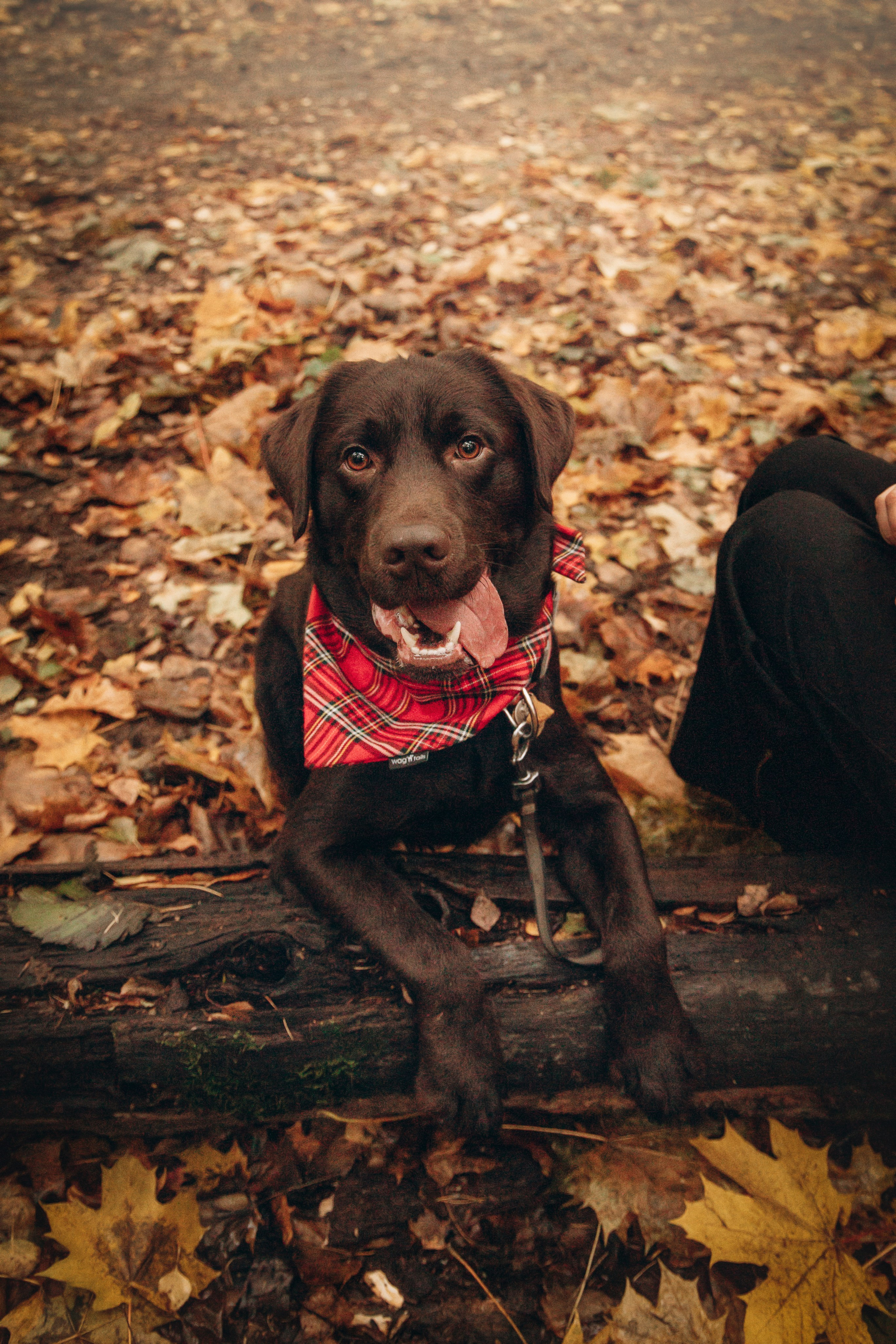 Арина и Сэмми. Фотограф — Анималист | Санкт-Петербург