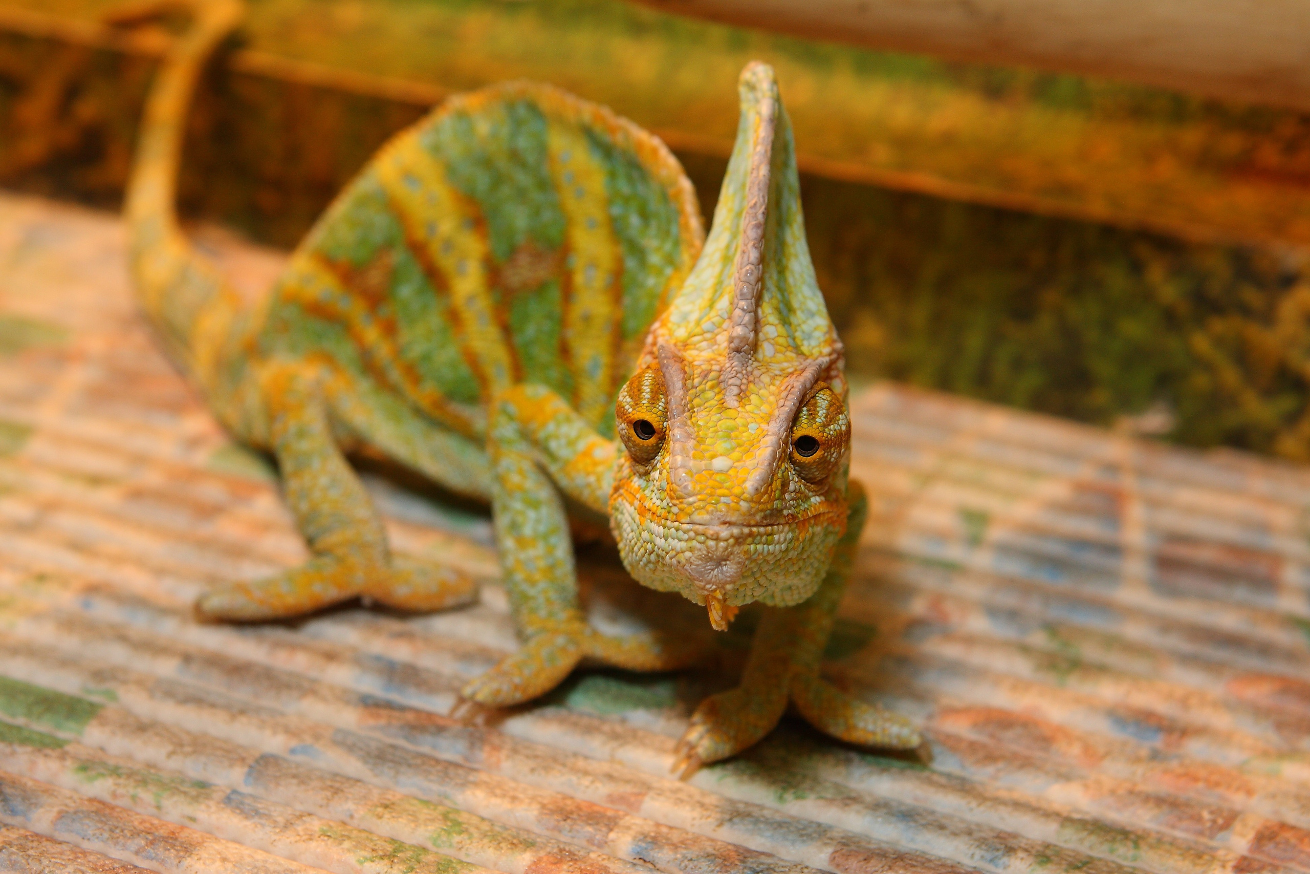 Фото Животных. Студия Максима Белослюдцева