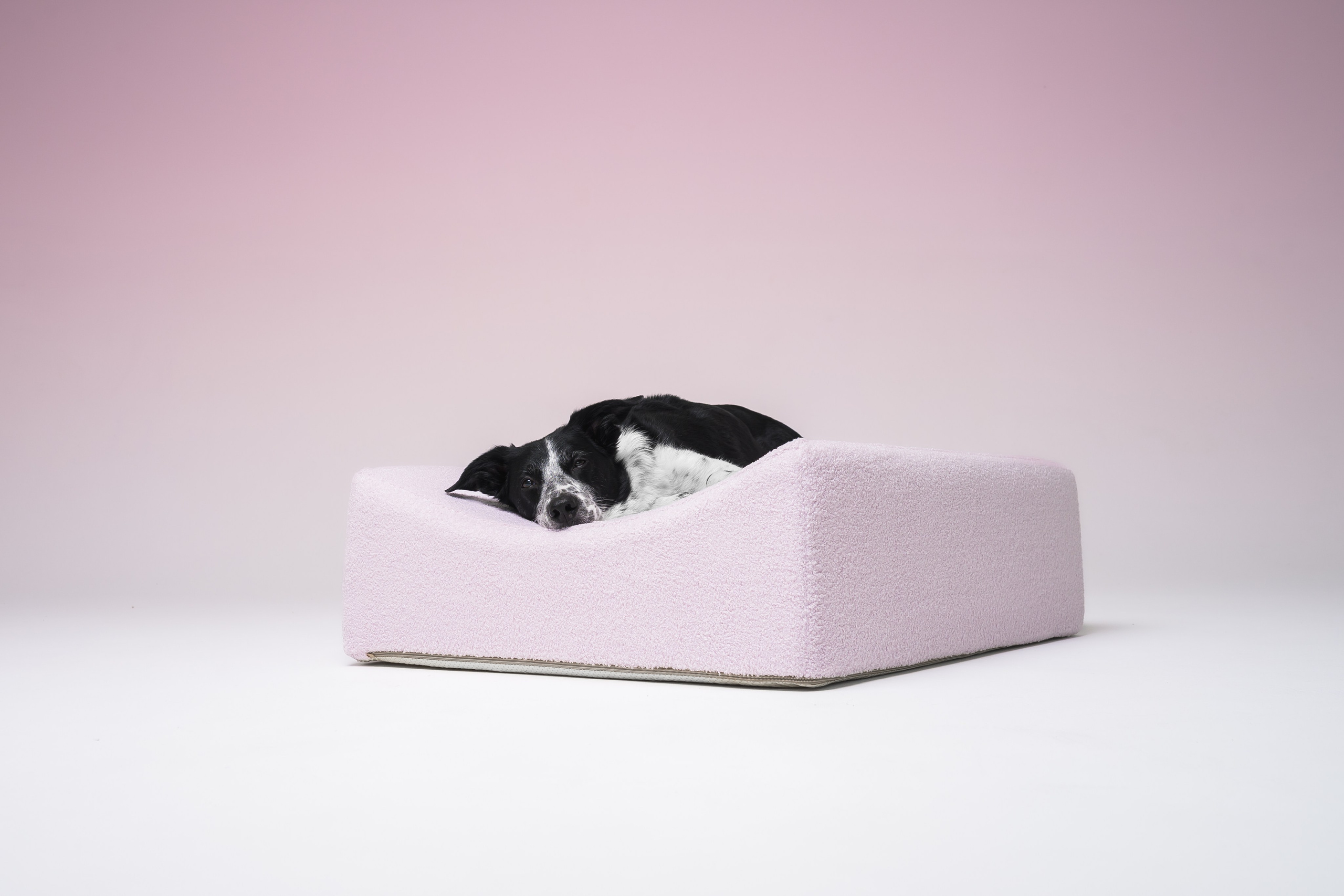 Chilldog. Семейный фотограф анималист Ананьева Мария — Москва