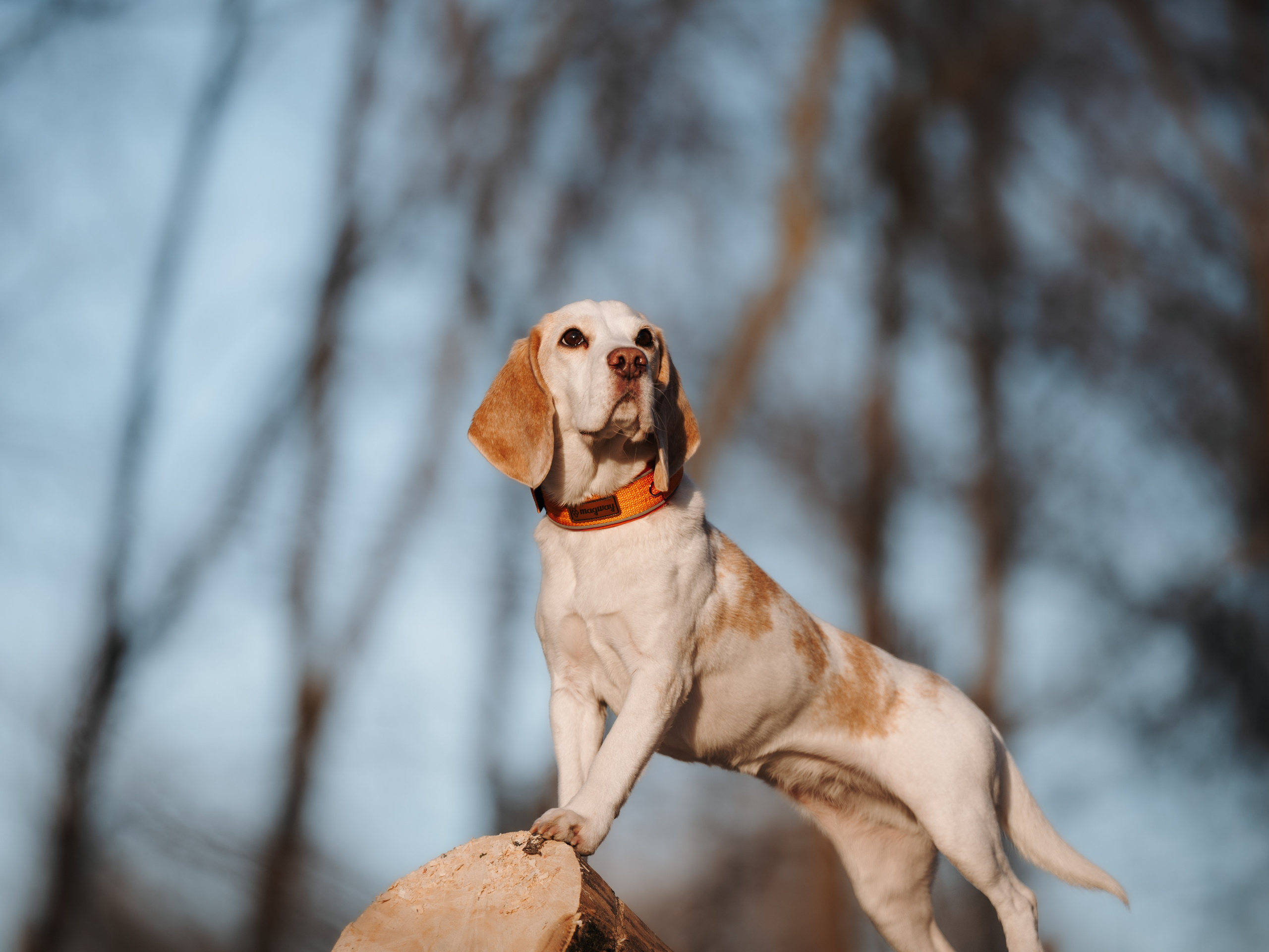 MagWay. Семейный фотограф анималист Ананьева Мария — Москва