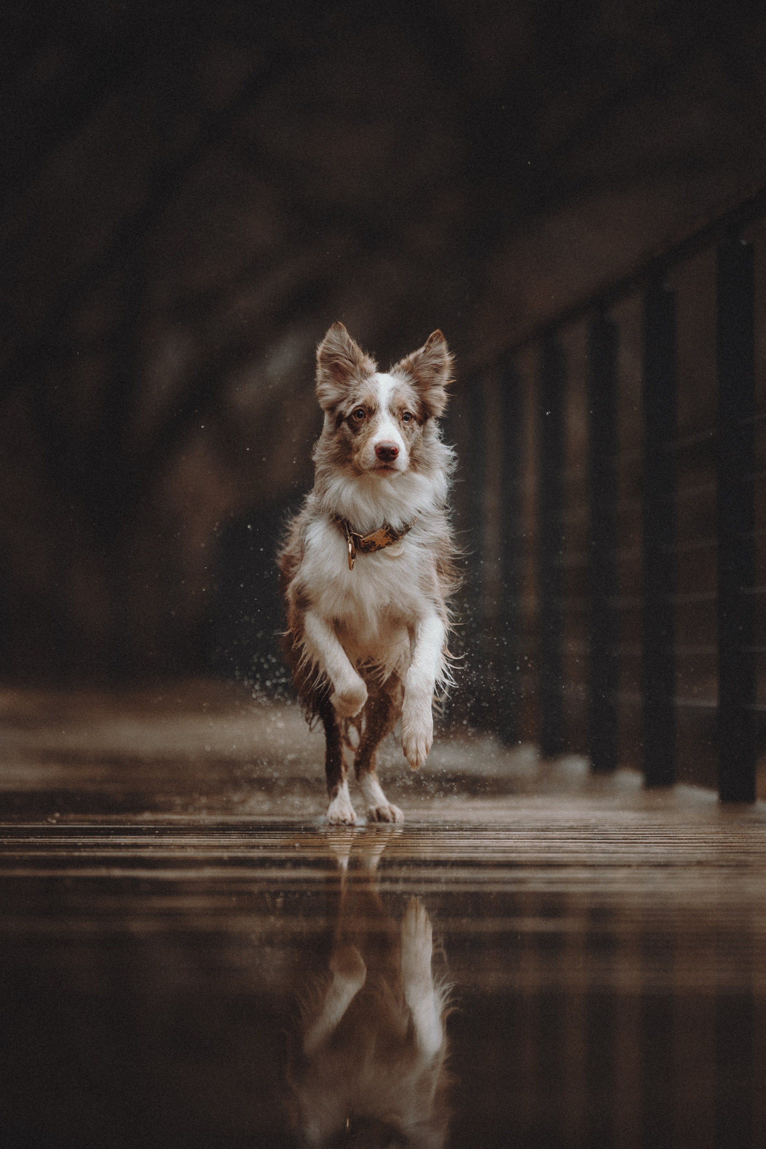 Аня и Дэймон. Семейный фотограф анималист Ананьева Мария — Москва