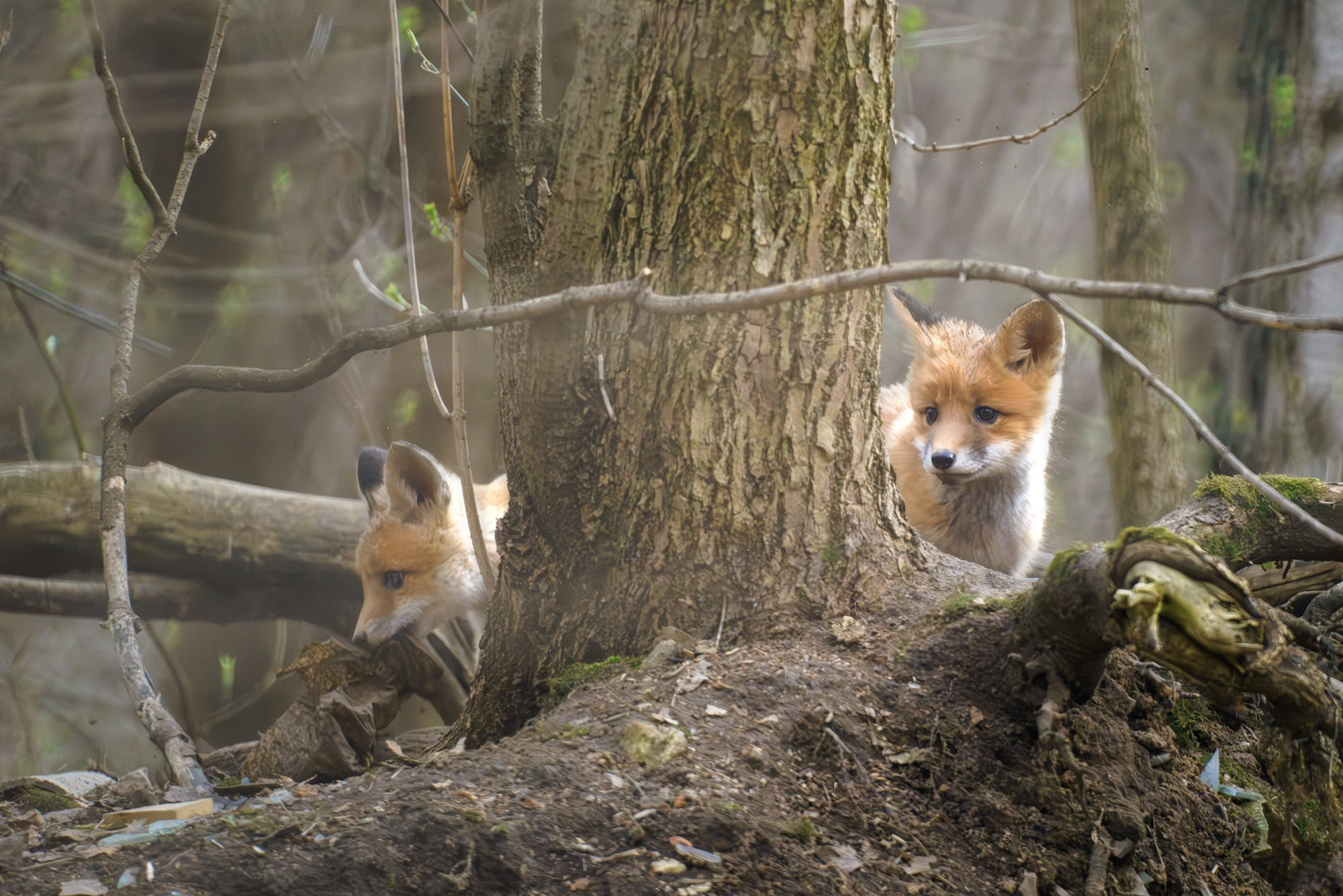 Животные. Ваш личный фотограф Марина Волкова