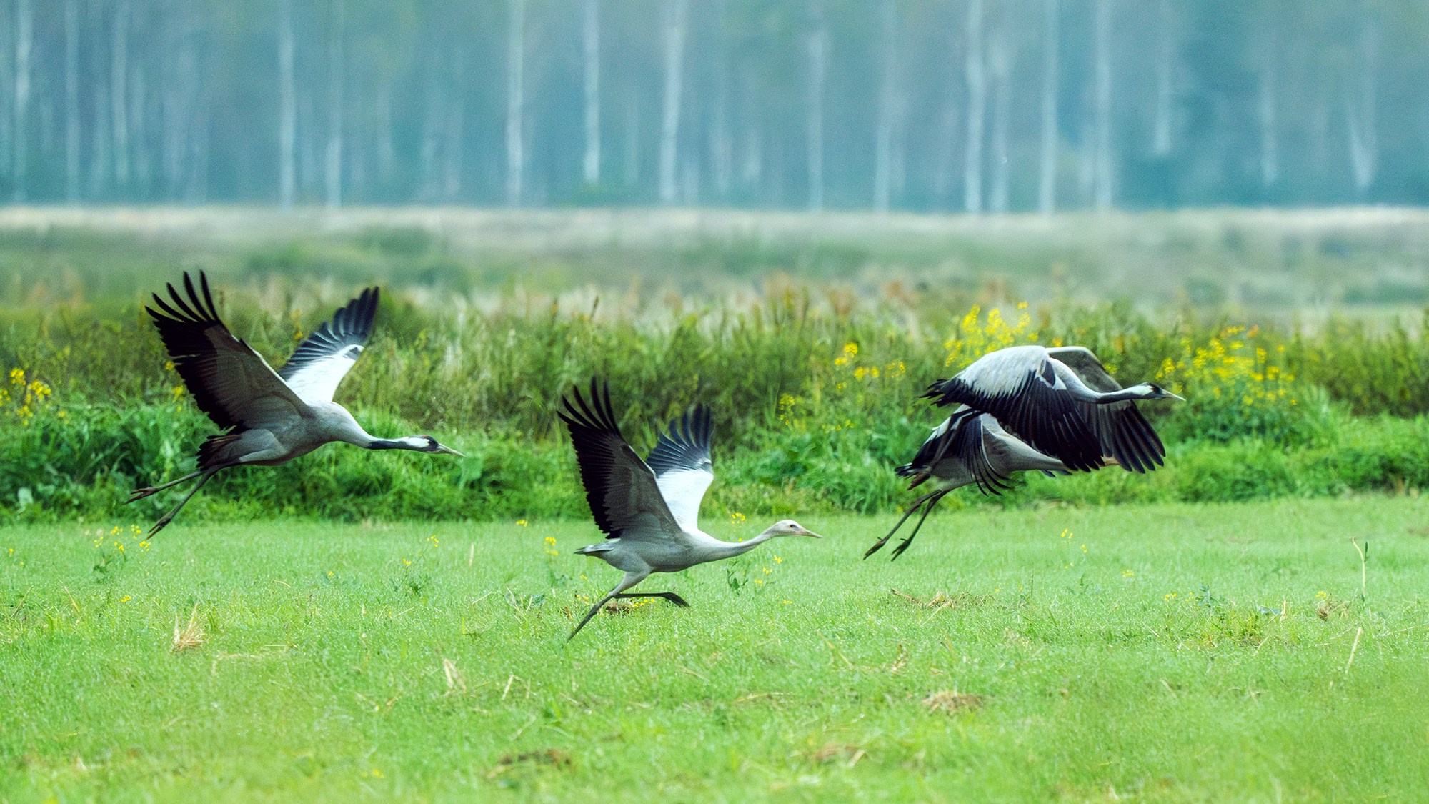 Удивительные мир птиц. Вокруг нас столько прекрасного — присмотритесь!. Ваш личный фотограф Марина Волкова