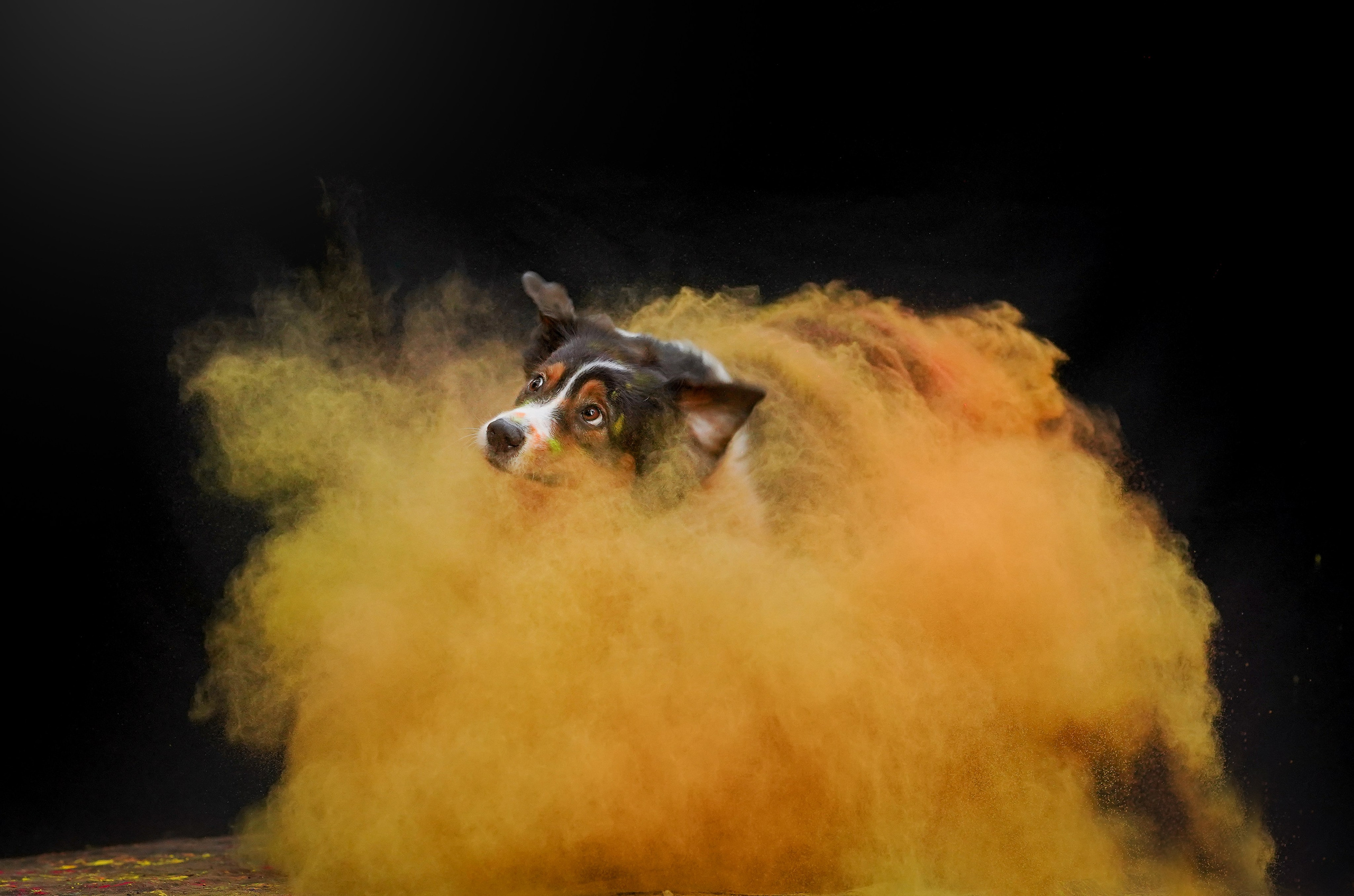 Съемка с красками холли. Фотограф-анималист в Санкт-Петербурге Яна Мартынова