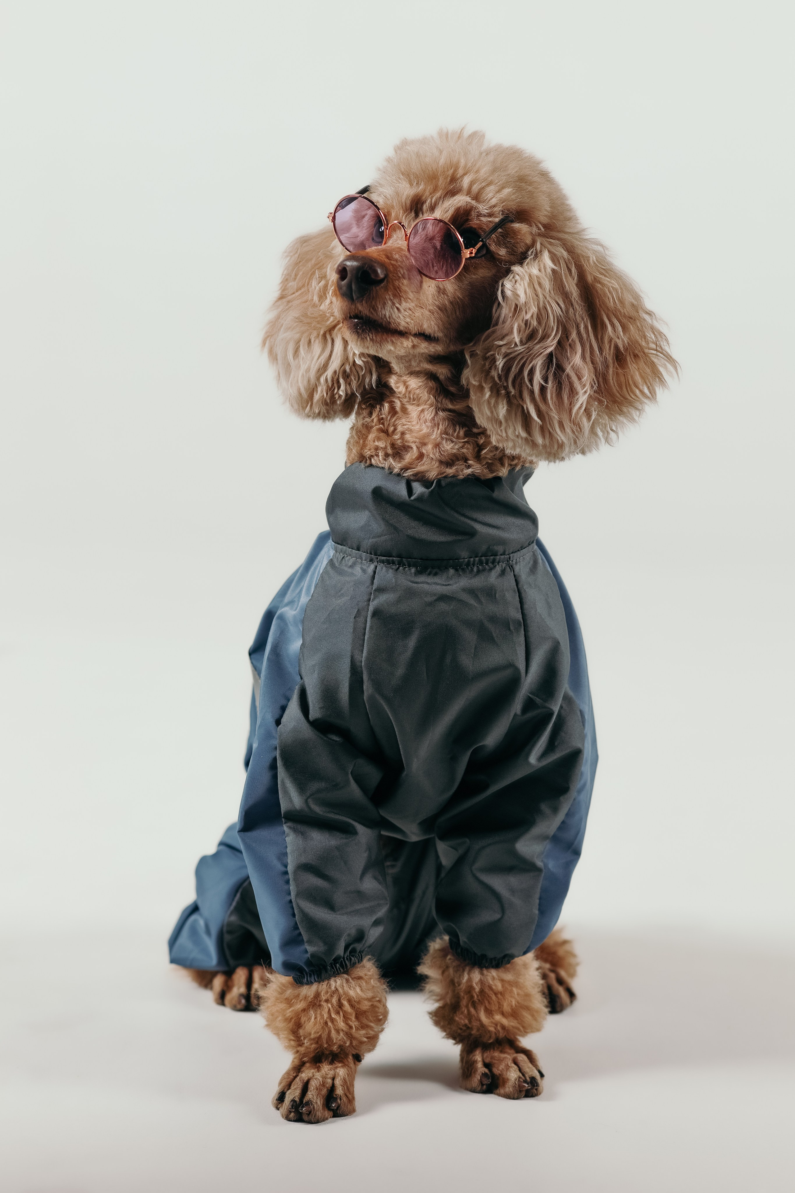 Для брендов. Фотограф- анималист Санкт-Петербург