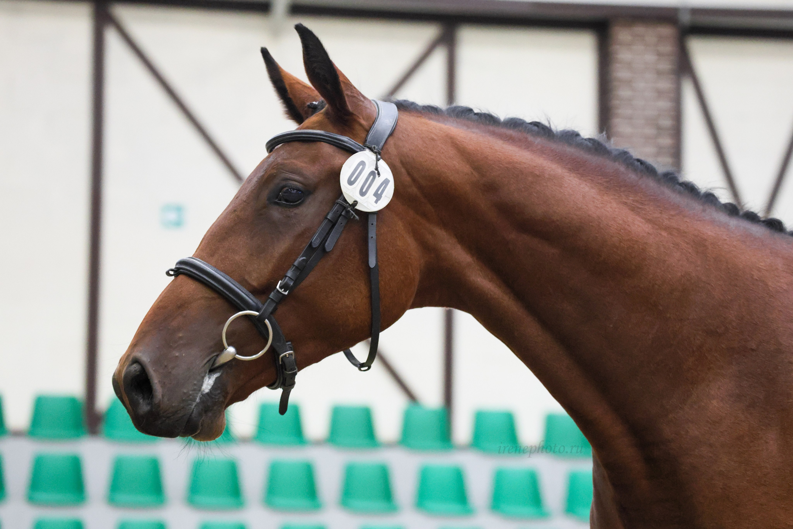 Конная Россия 2024 Оценка двигательных качеств. Irenephoto.ru
