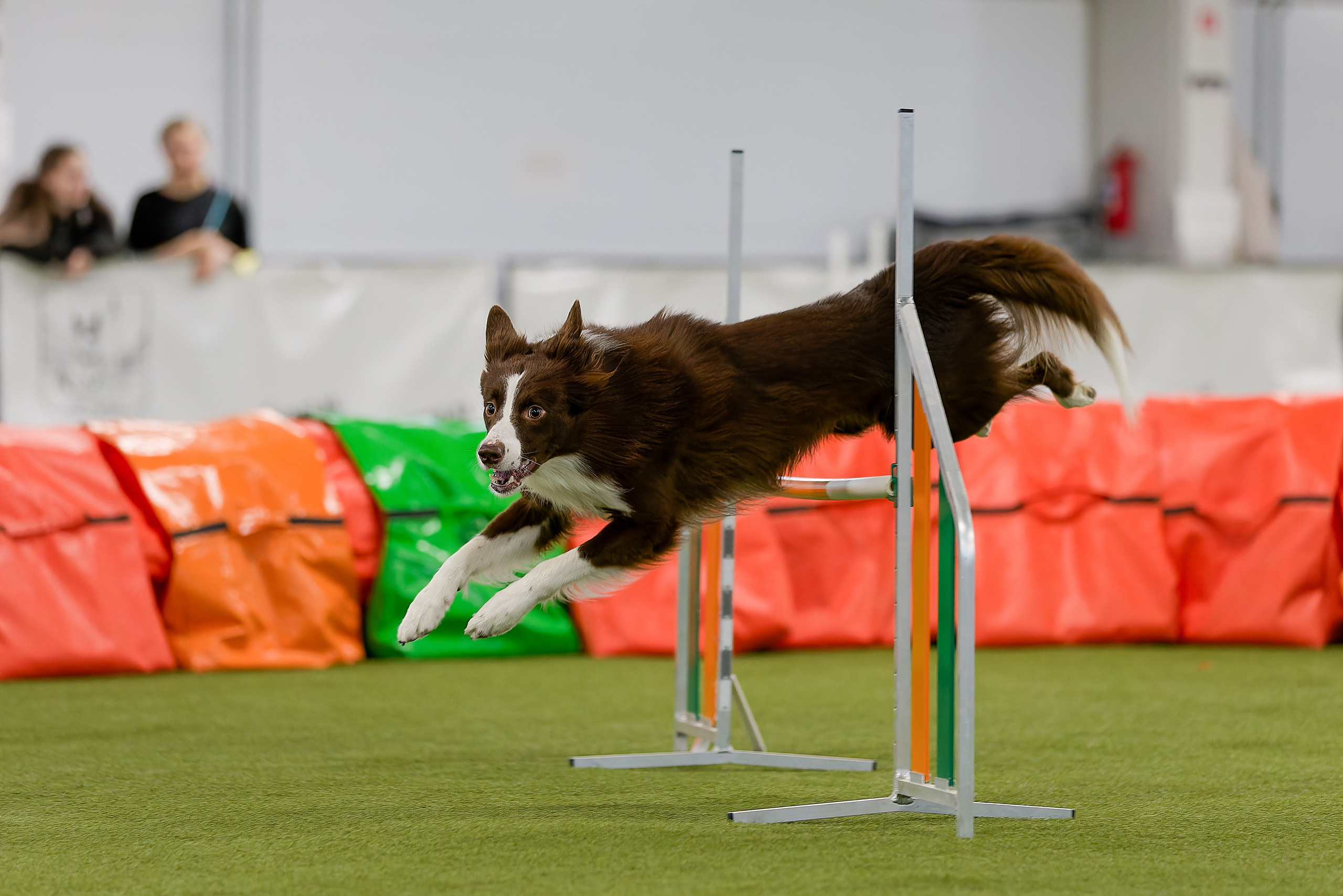 Кубок Пёсбурга 2025. Irenephoto.ru