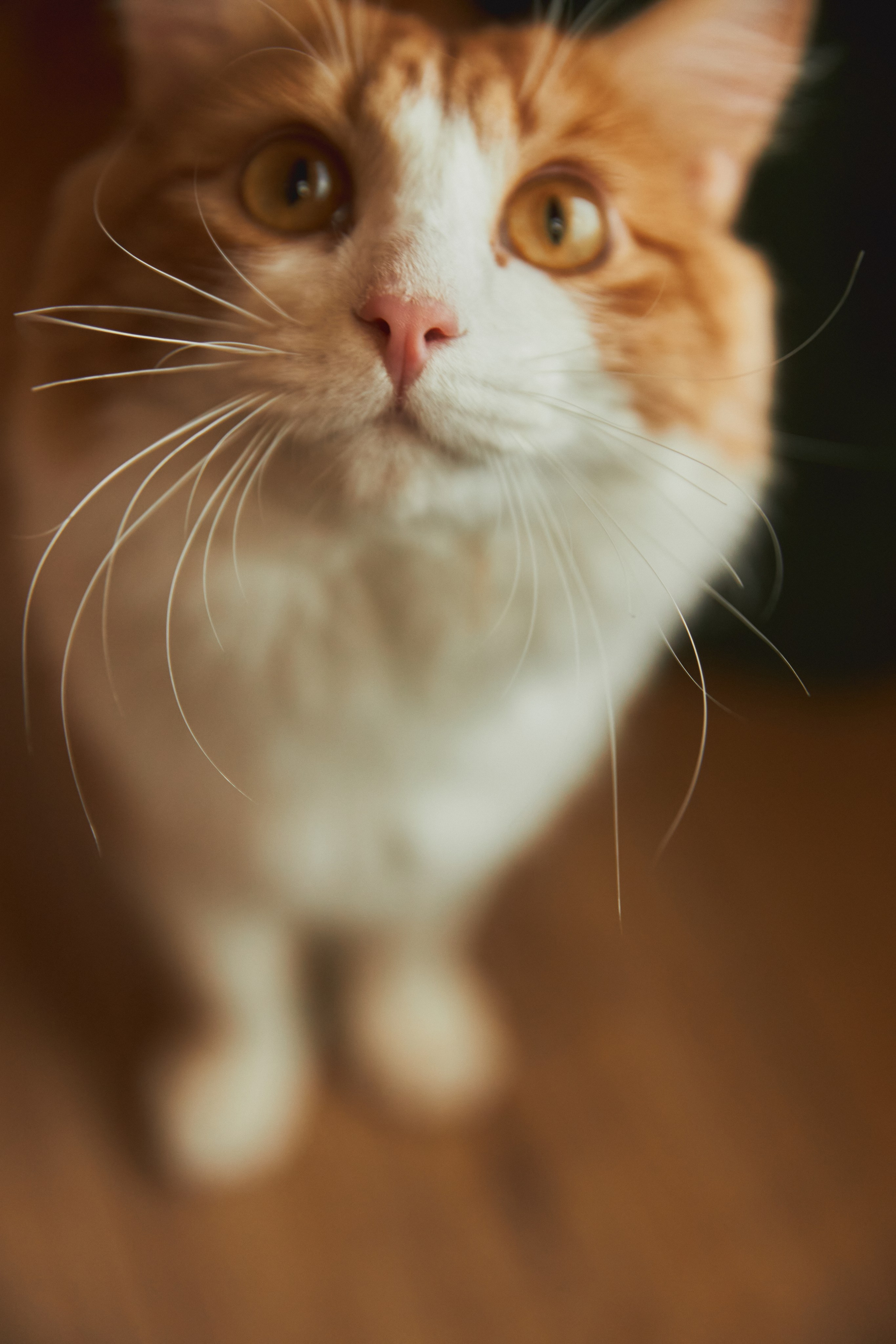 Мед и Дерево. Семейный и свадебный фотограф Лилия Матонина | Ангарск, Иркутск, Усолье-Сибирское, Байкал (Листвянка, Ольхон), Иркутская область