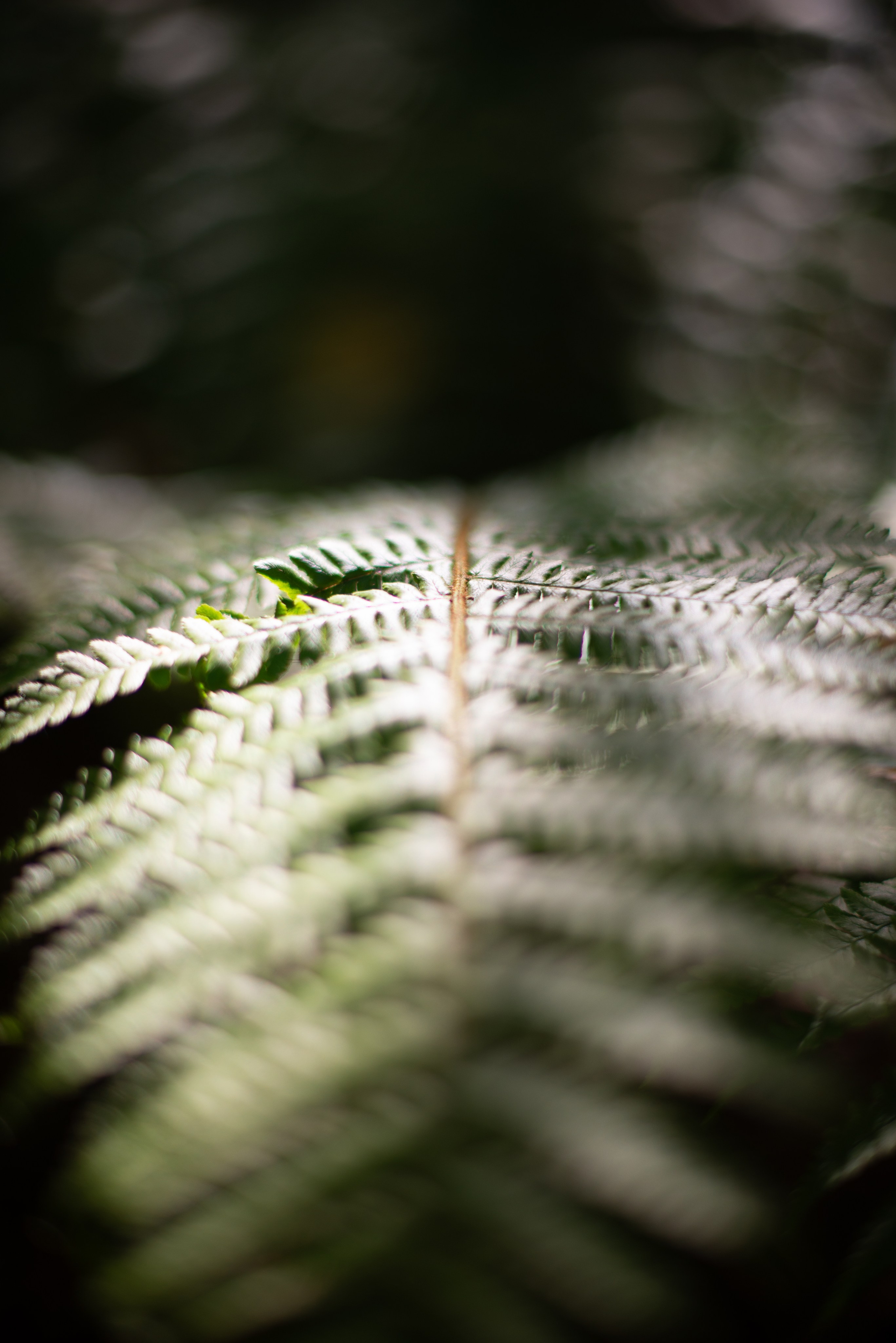 Цветы сада МГУ. Victoria Radjevna Репортажный Фотограф — Видеограф Москва • Санкт-Петербург