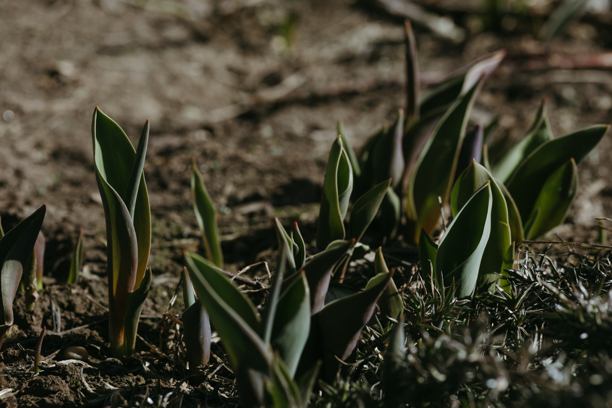 Природа деревни. Фотограф Эльмира Лин
