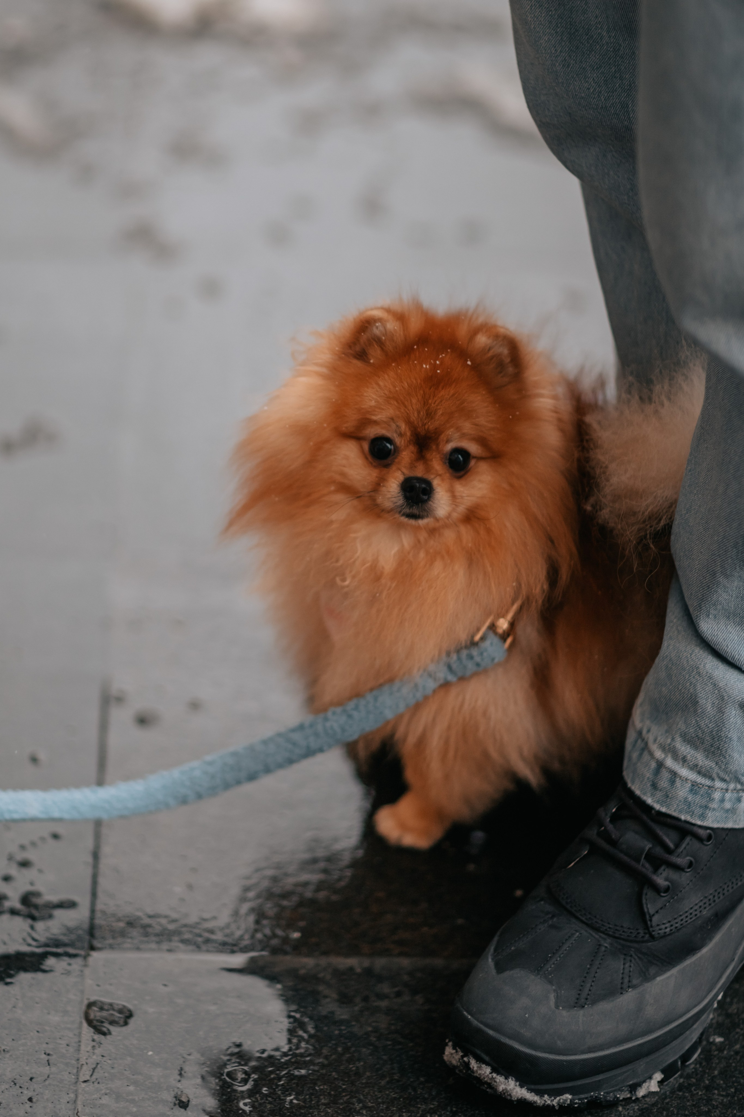 Тоффи и семья на новогодней ярмарке. Семейный фотограф анималист Мария Крючкова