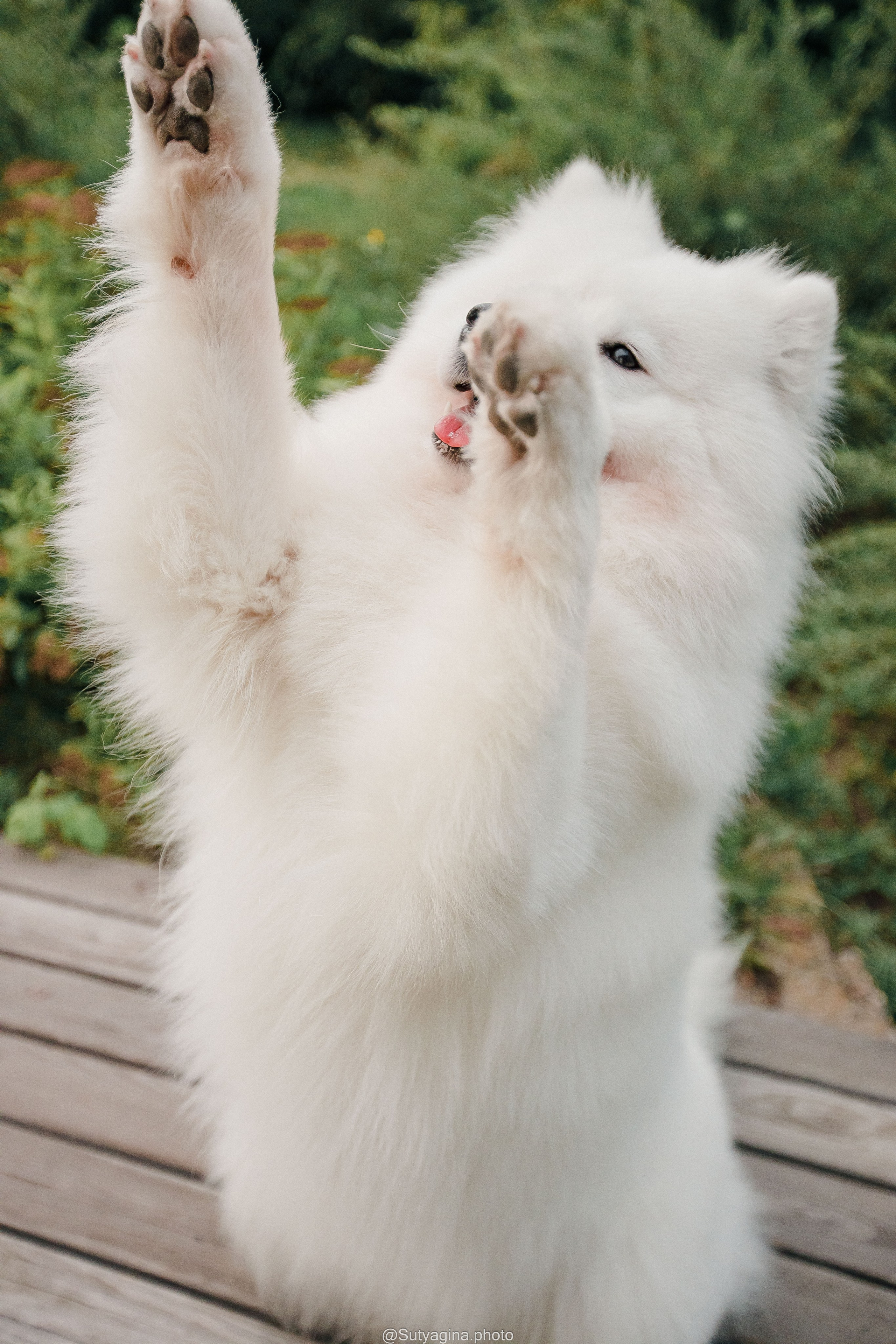 Самоед Рея. Свадебный и женский фотограф