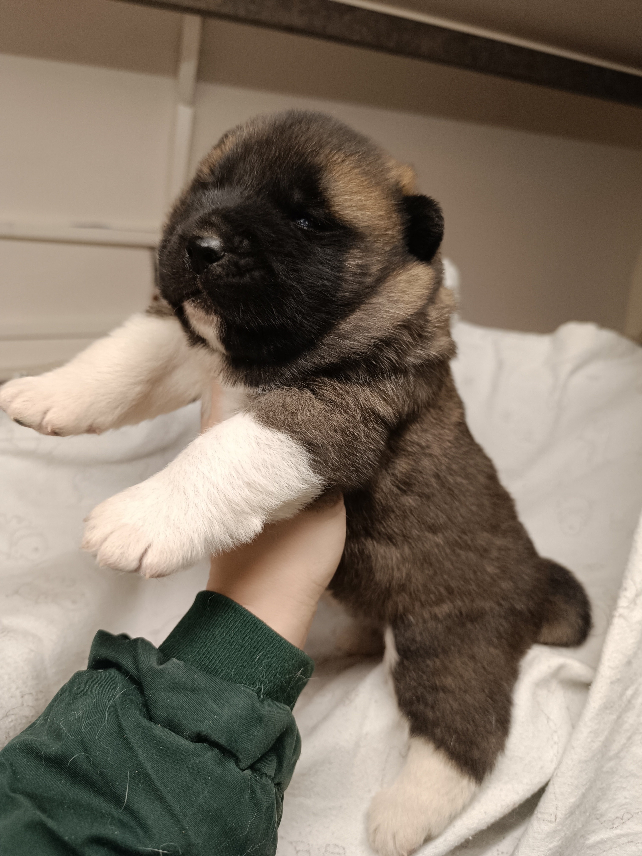 Американская акита  щенки питомник Санкт-Петербург клубные щенки Американская акита питомник RUBYLIGHT Рубилайт купить щенка американской акиты