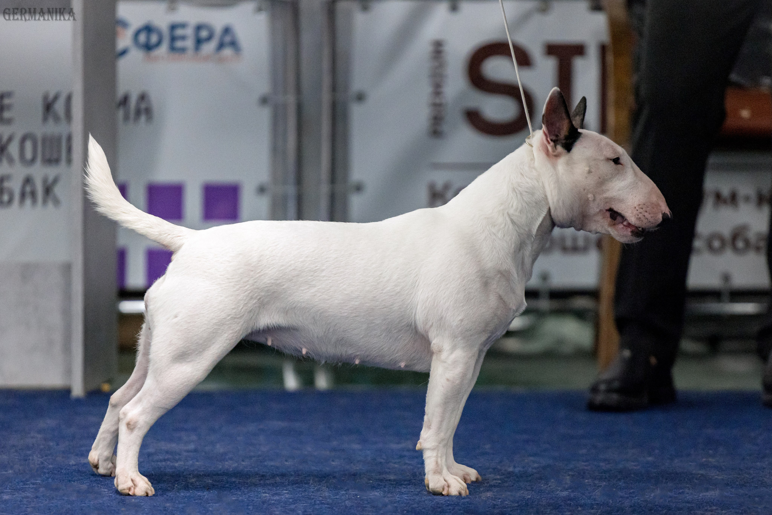 Сфера 28.01. и 4.02.2024. Фотограф-анималист Юлия Германика