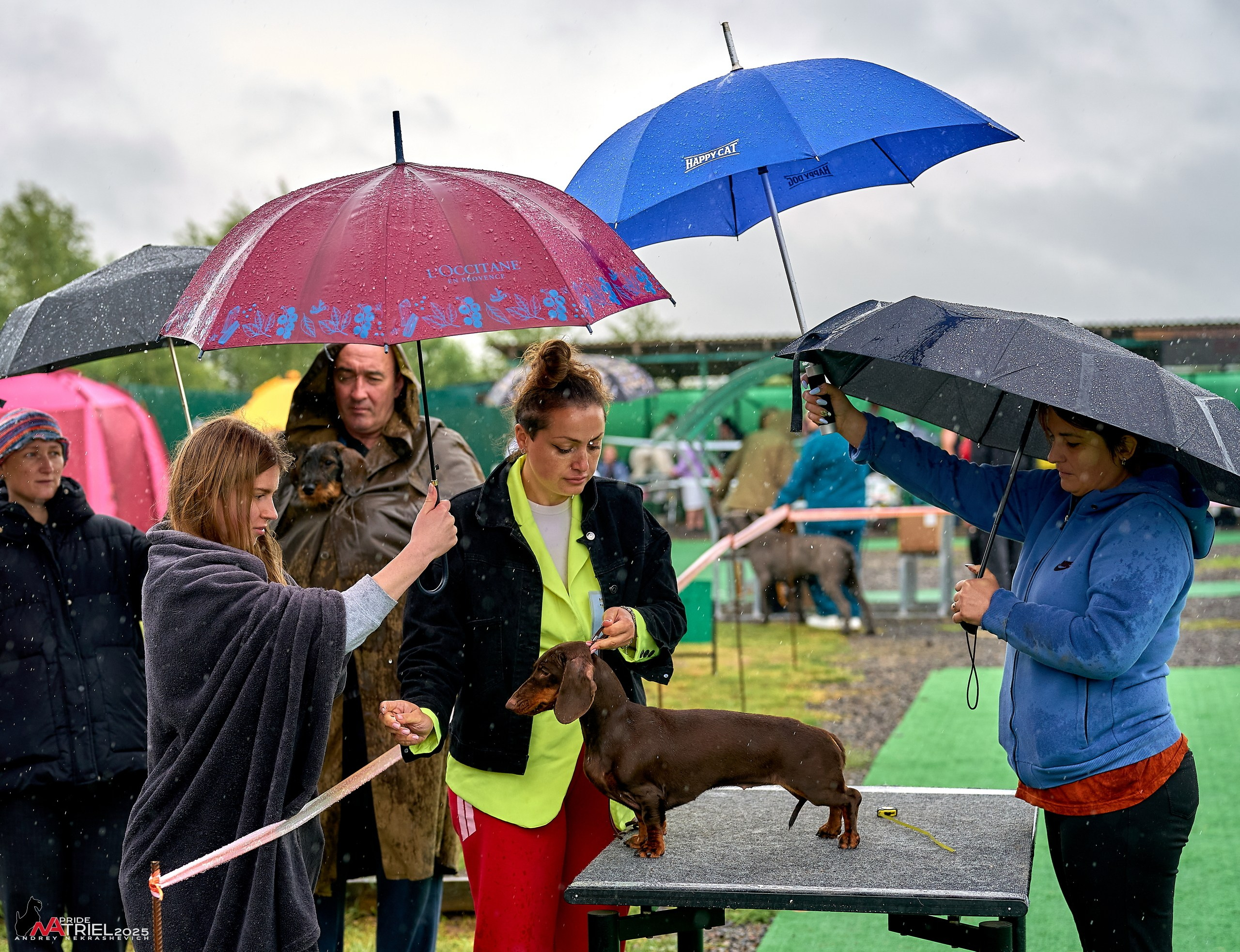 Репортаж с выставки собак