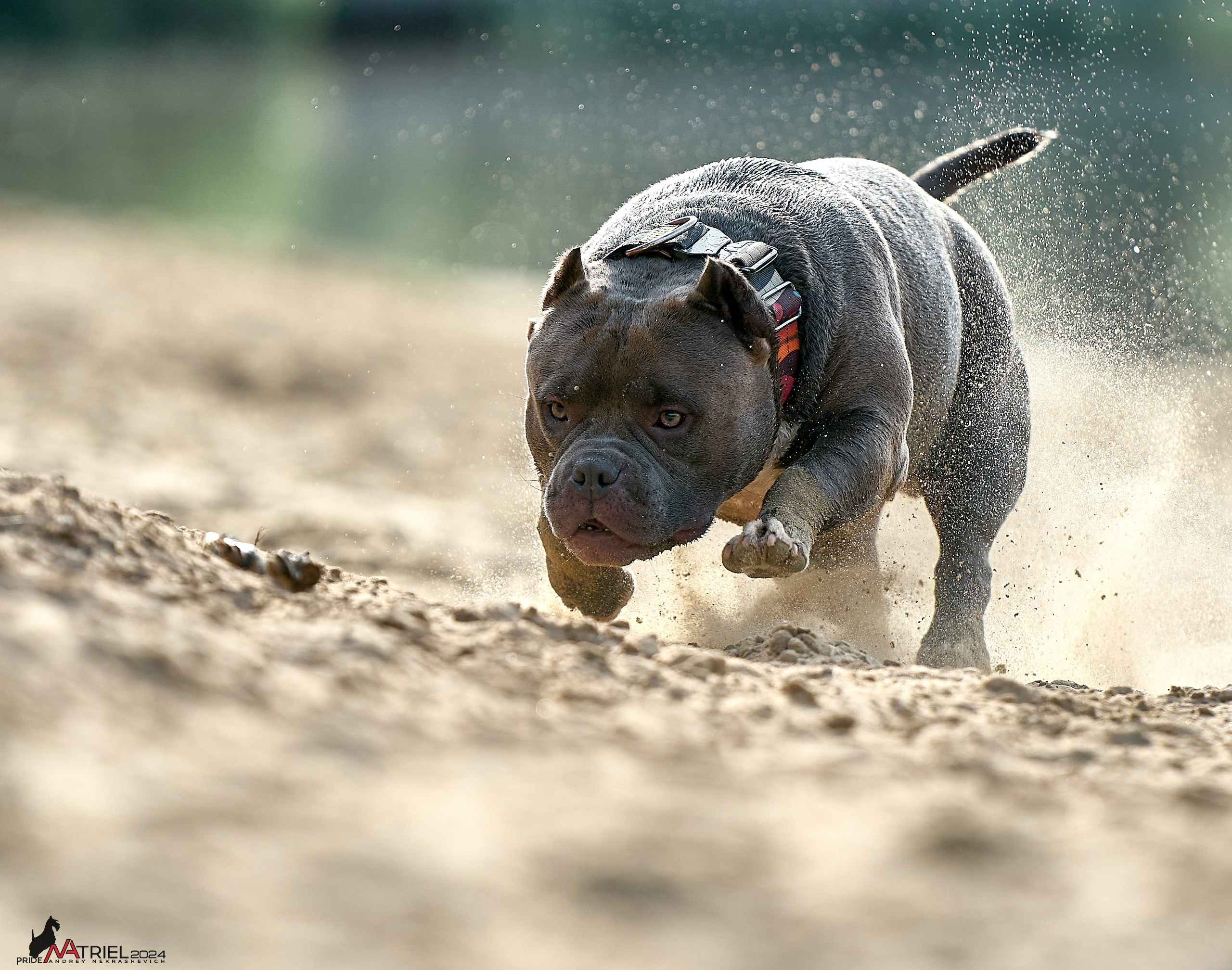 Фотопрогулка с булли