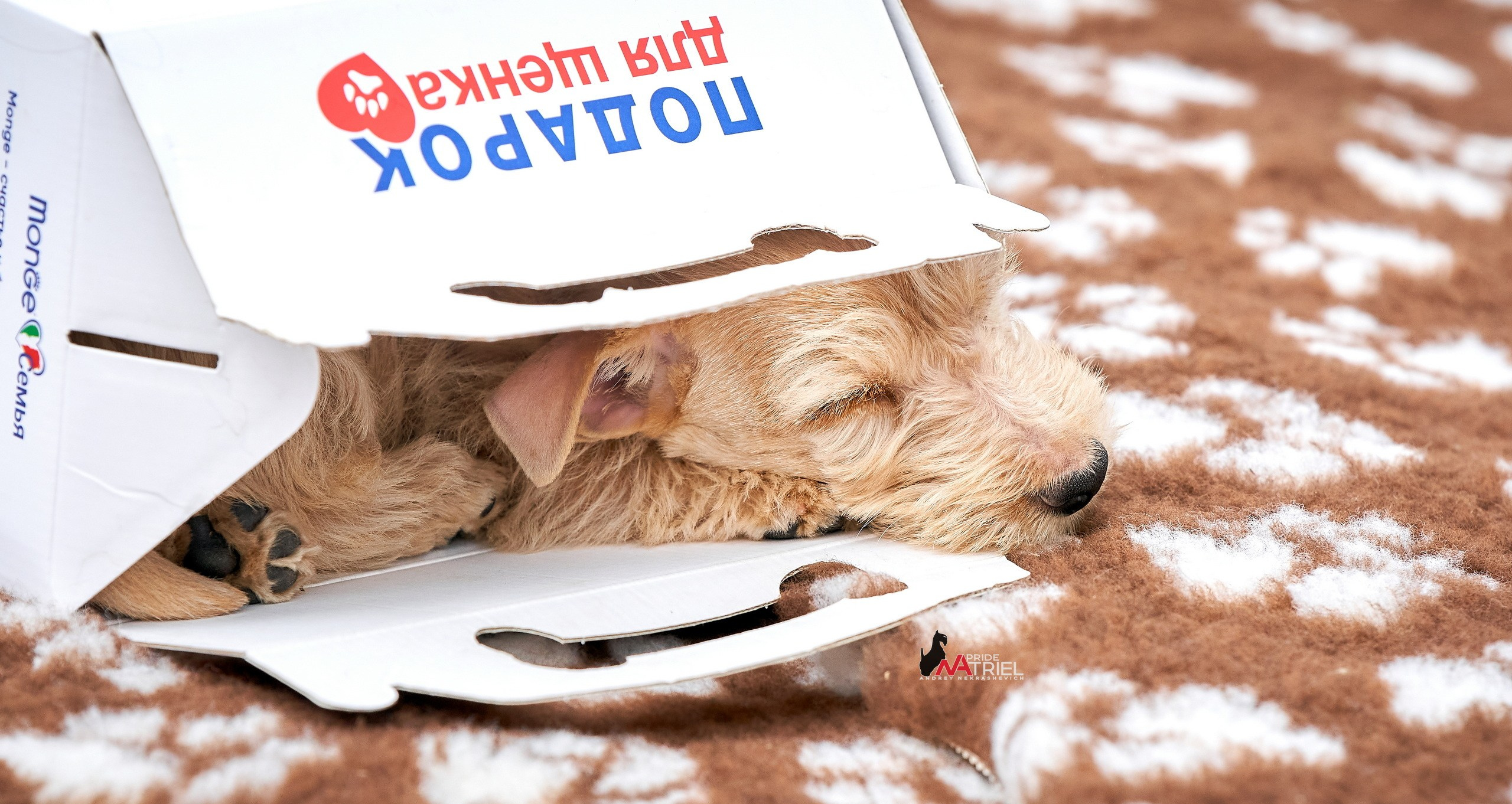 Щенки на прогулке — галерея NATRIEL