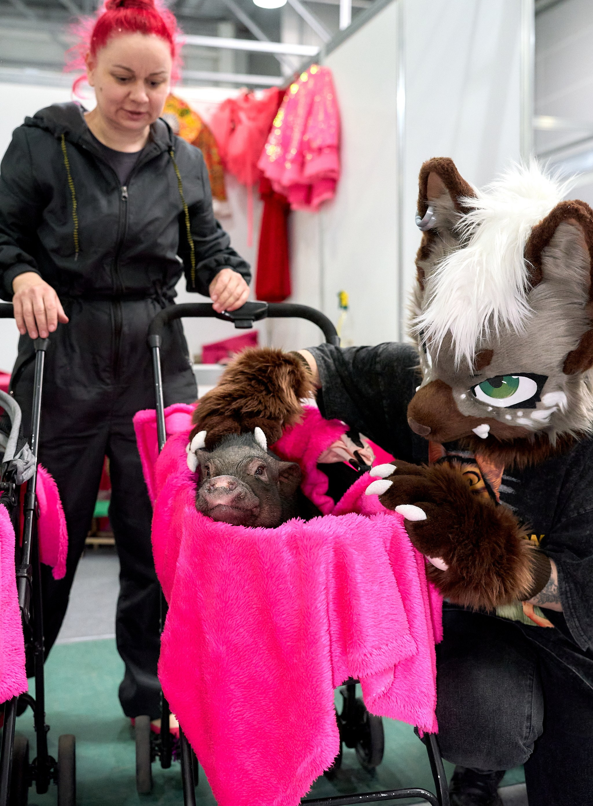 Выставки животных — галерея NATRIEL