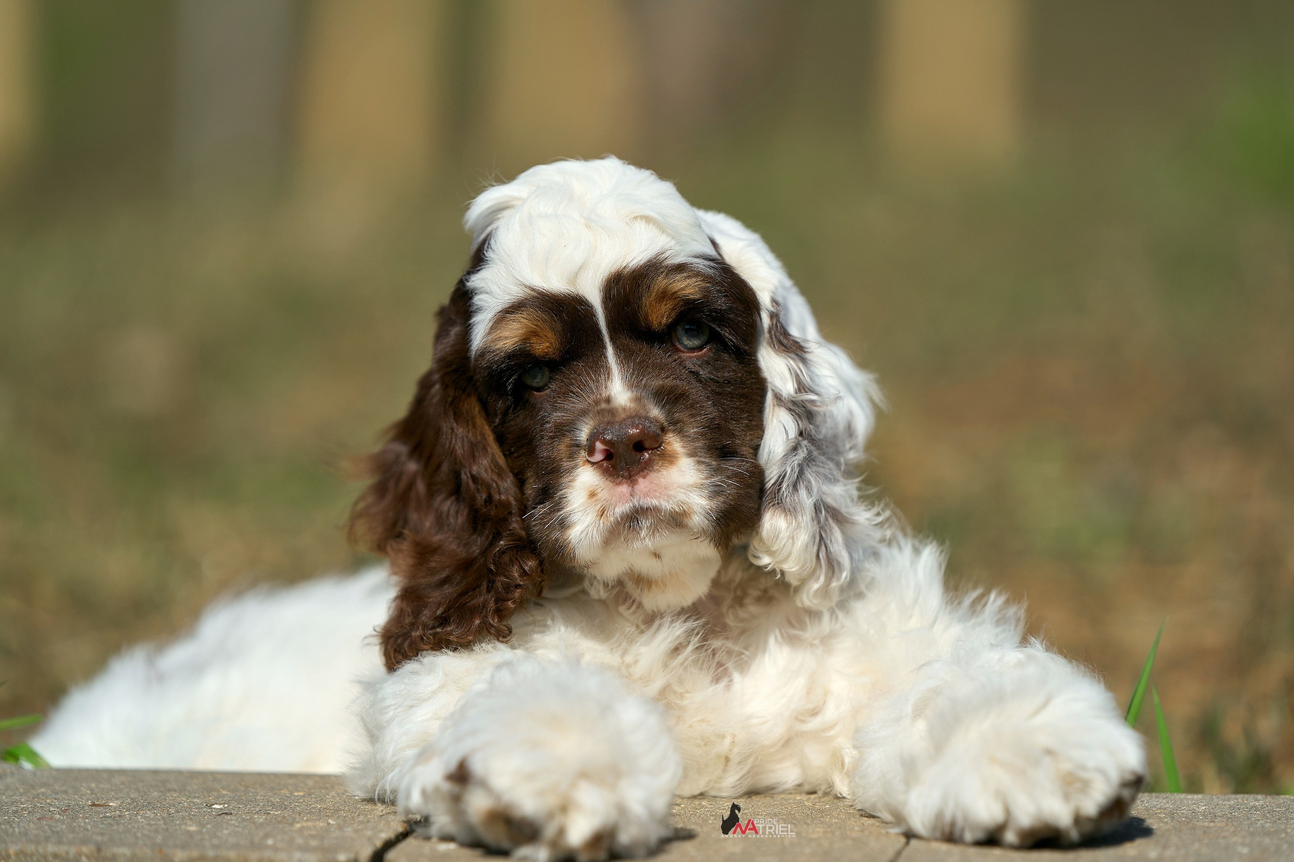 Прогулка со щенком