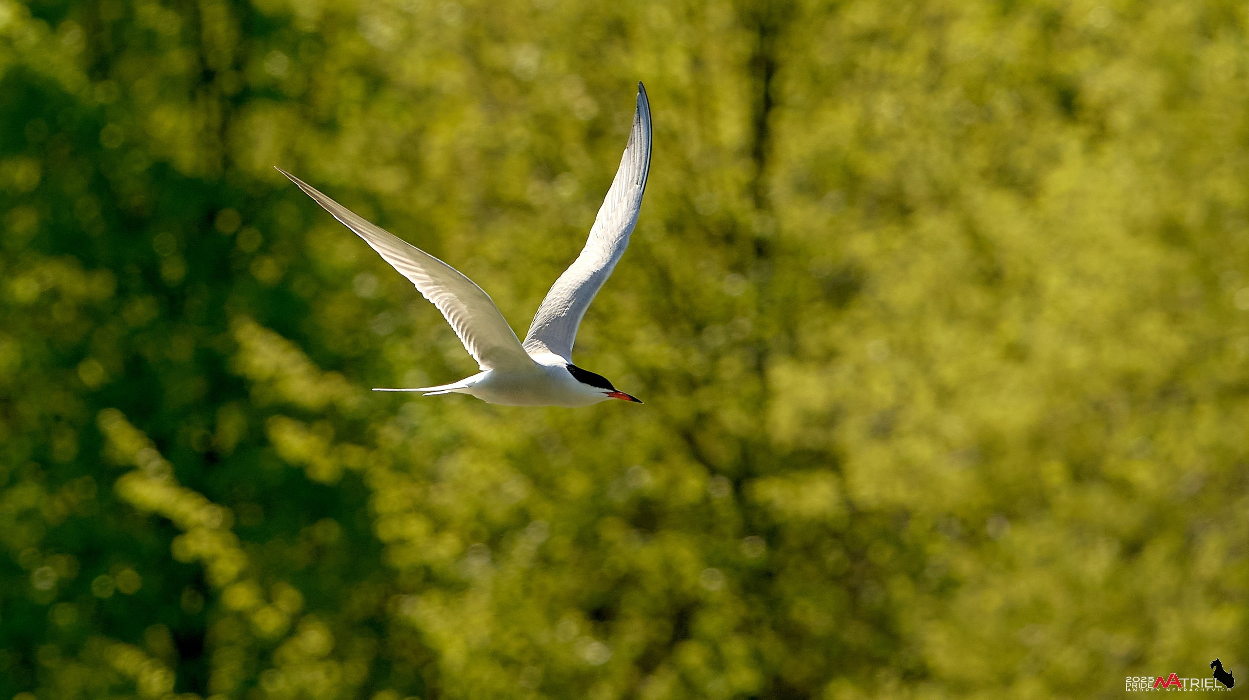 Птички и цветочки