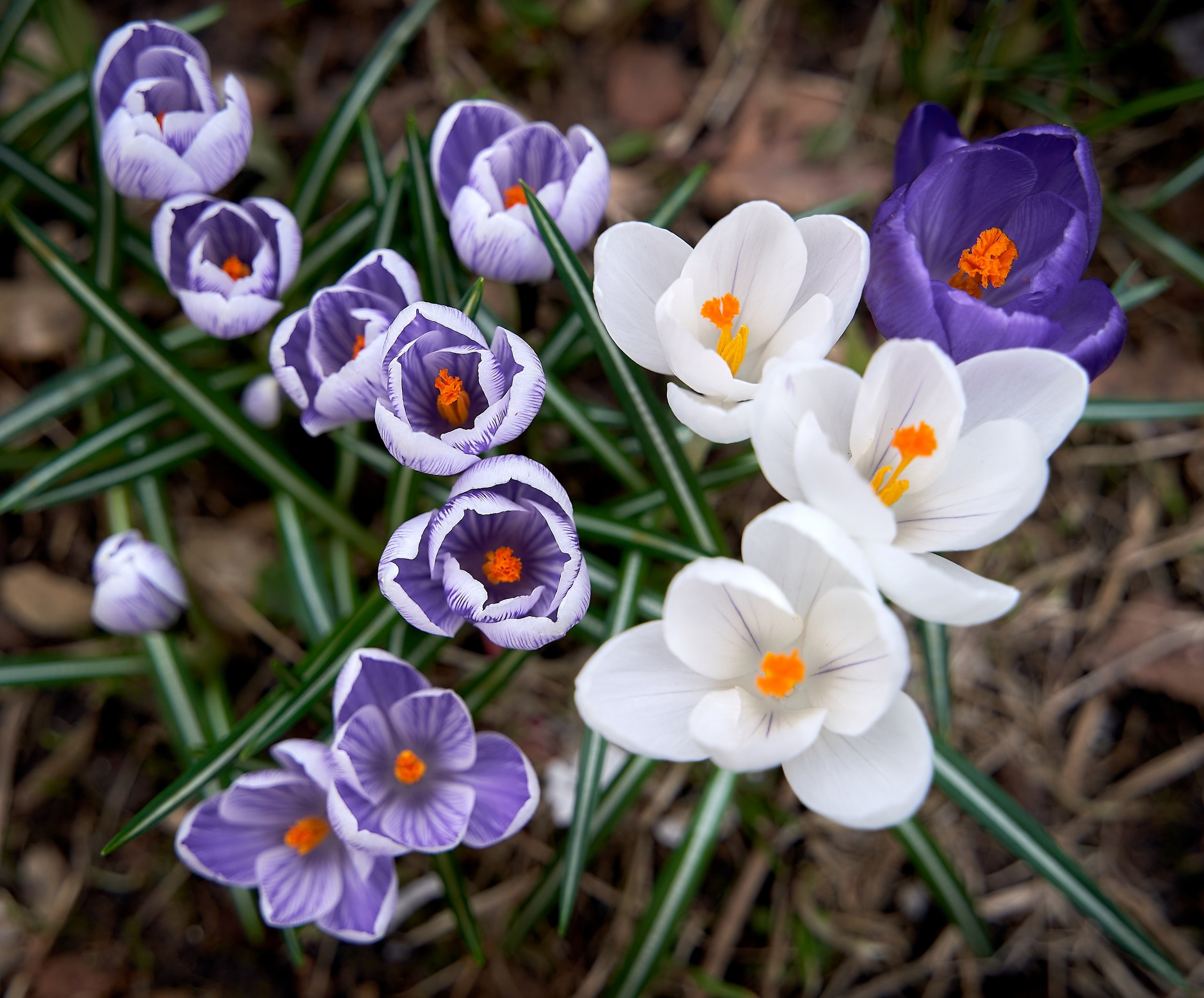 Лютики-цветочки — галерея NATRIEL