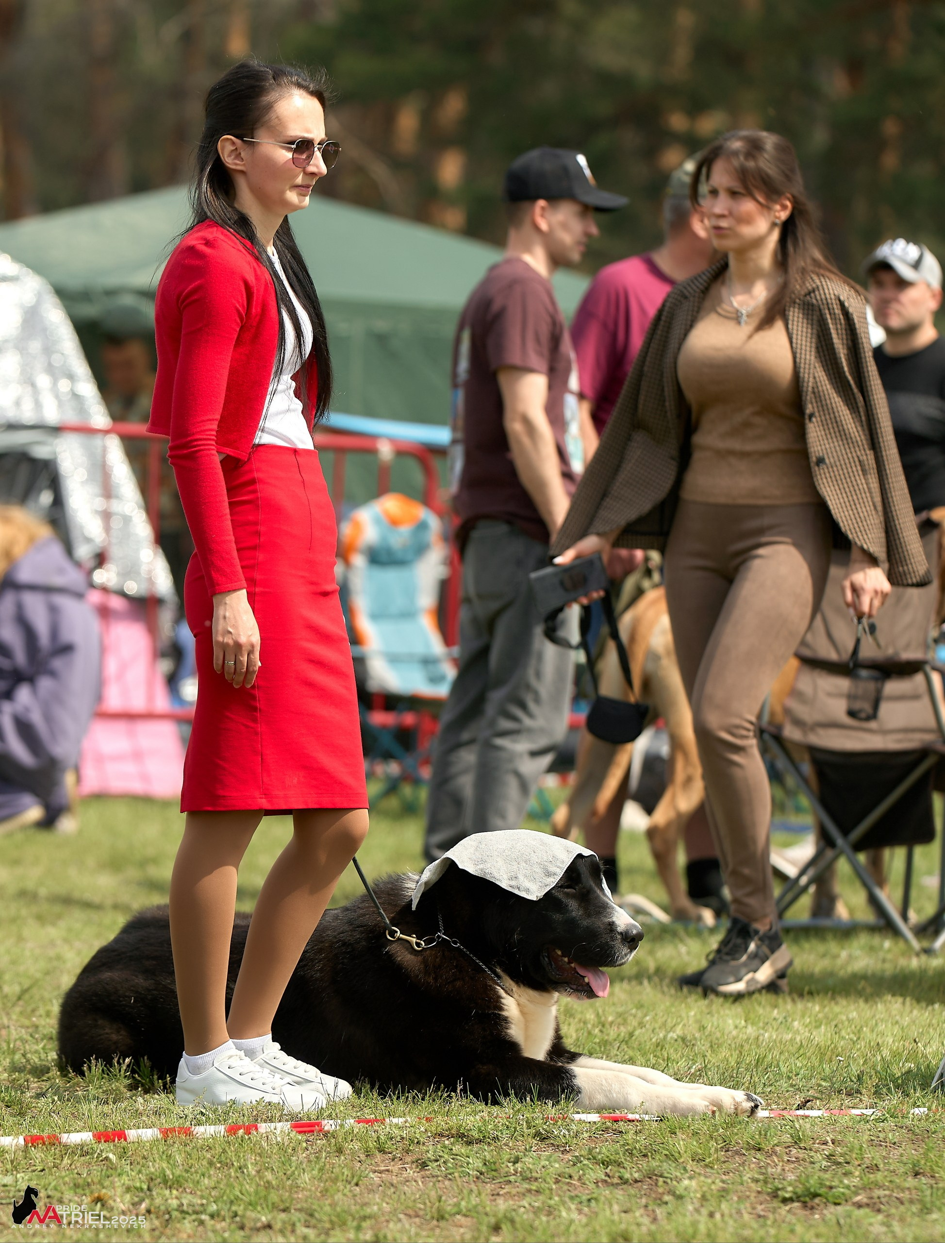 Выставка собак Суздаль-Владимир