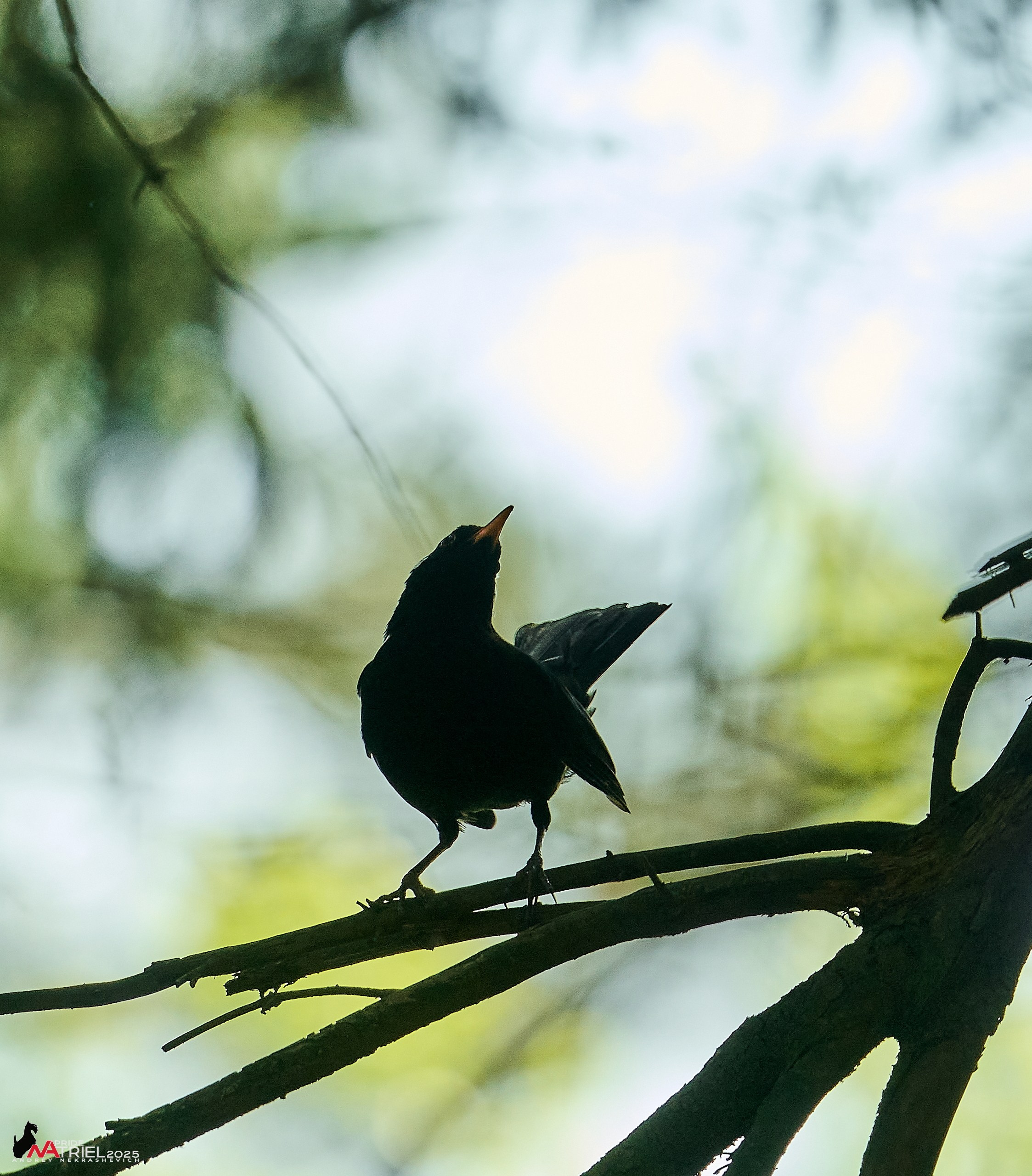 Съемка в майском лесу