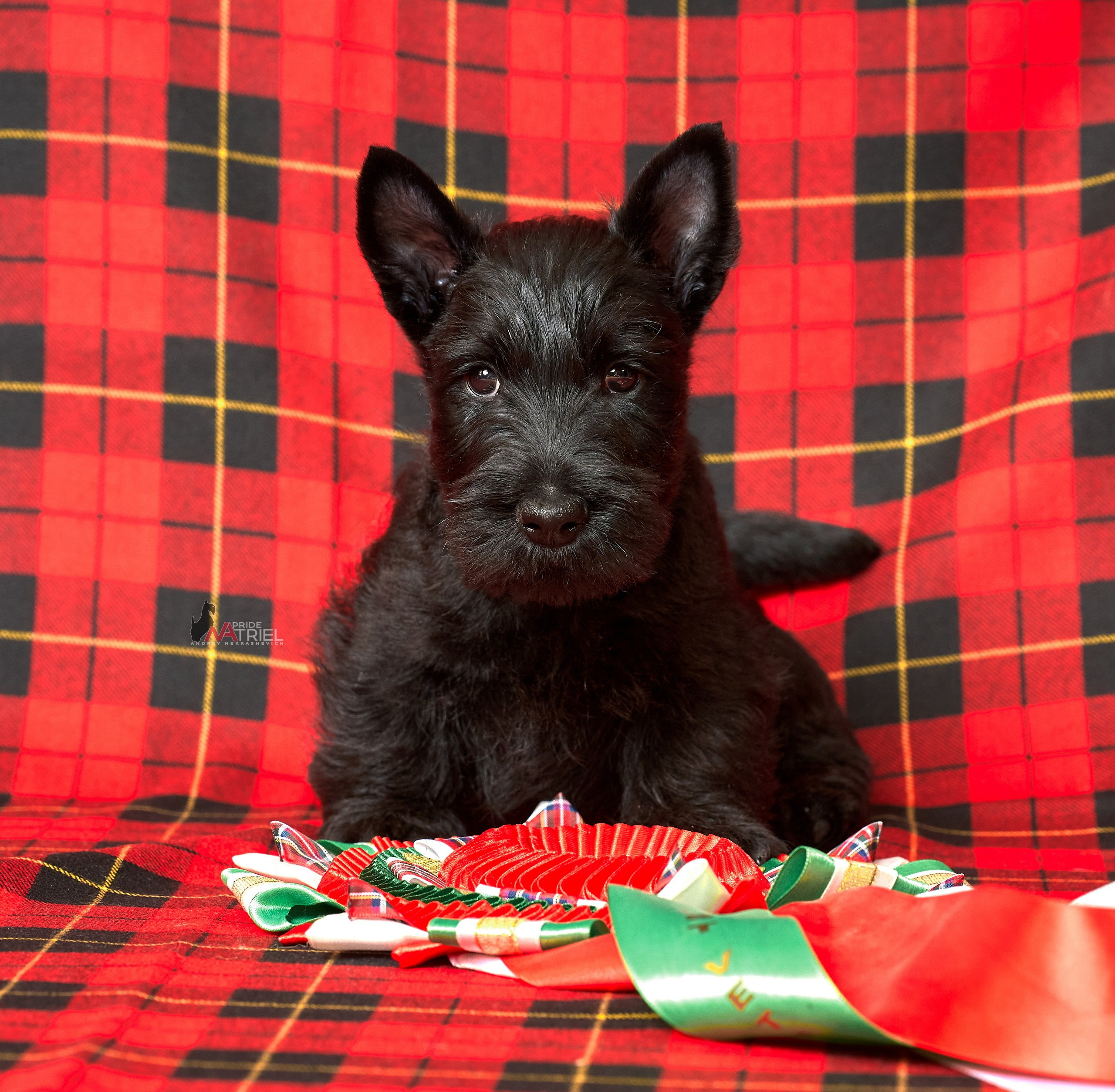 Щенки дома — галерея NATRIEL