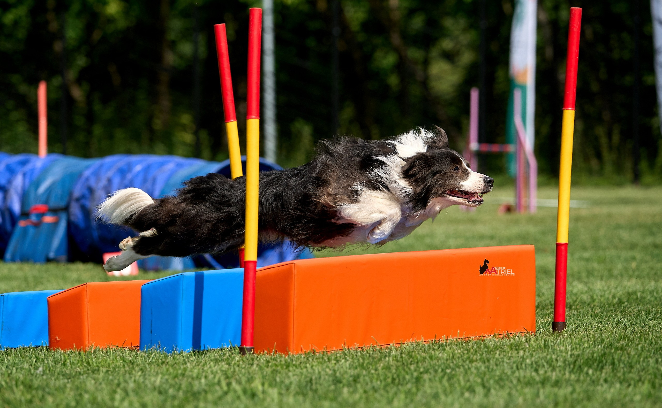 Аджилити — галерея NATRIEL