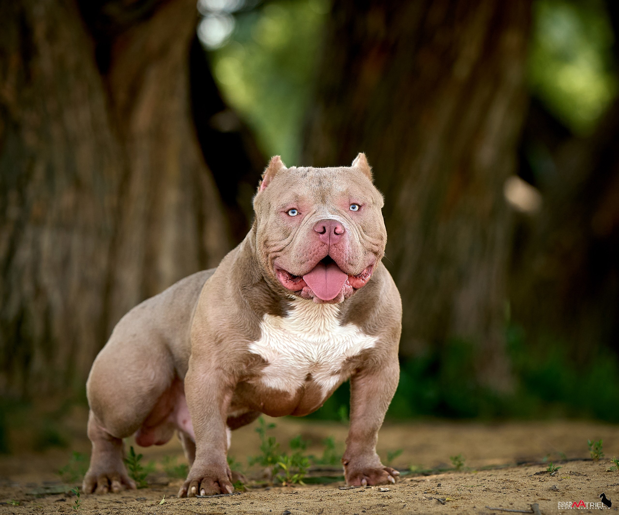 Съемка собак породы булли на природе