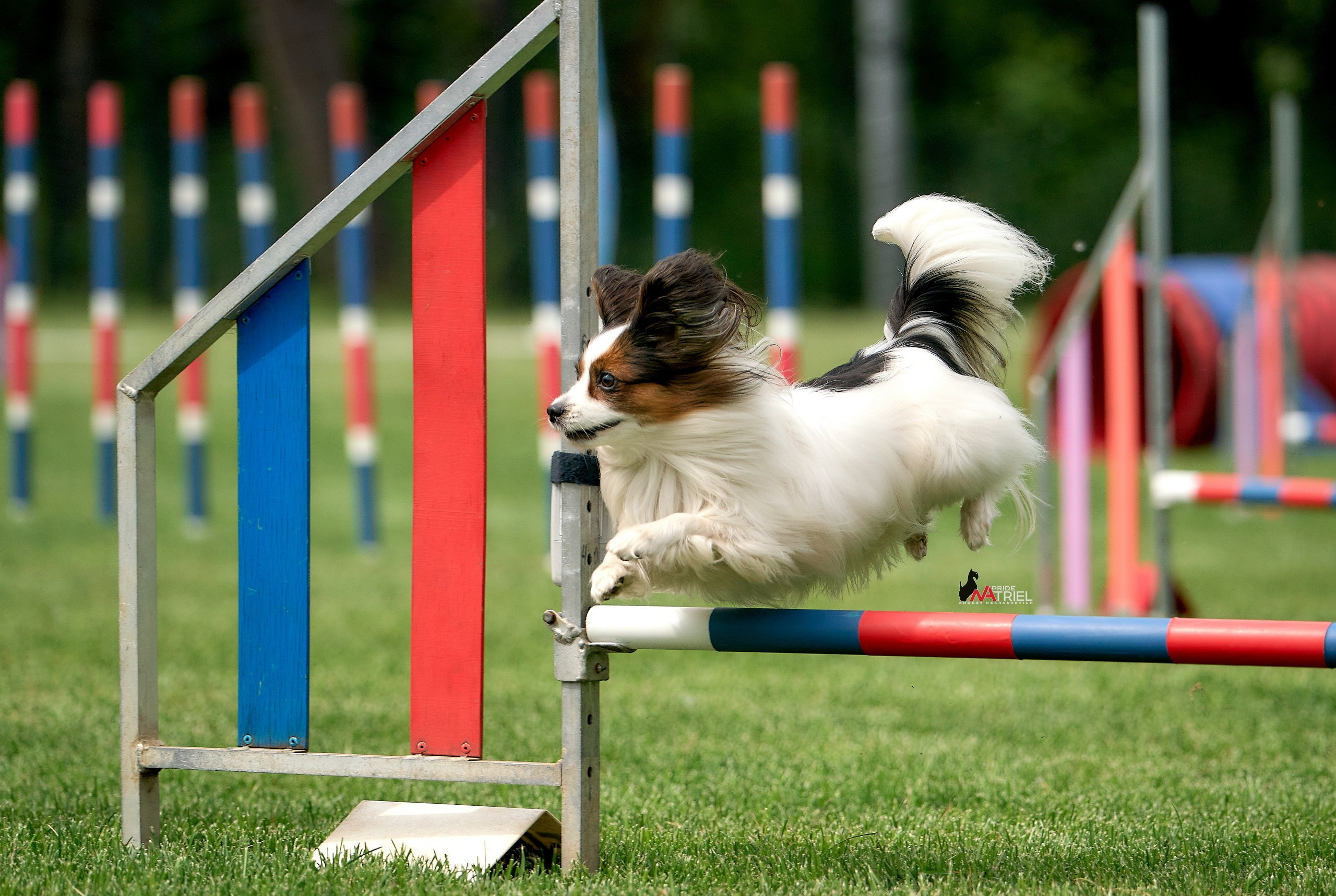 Аджилити — галерея NATRIEL