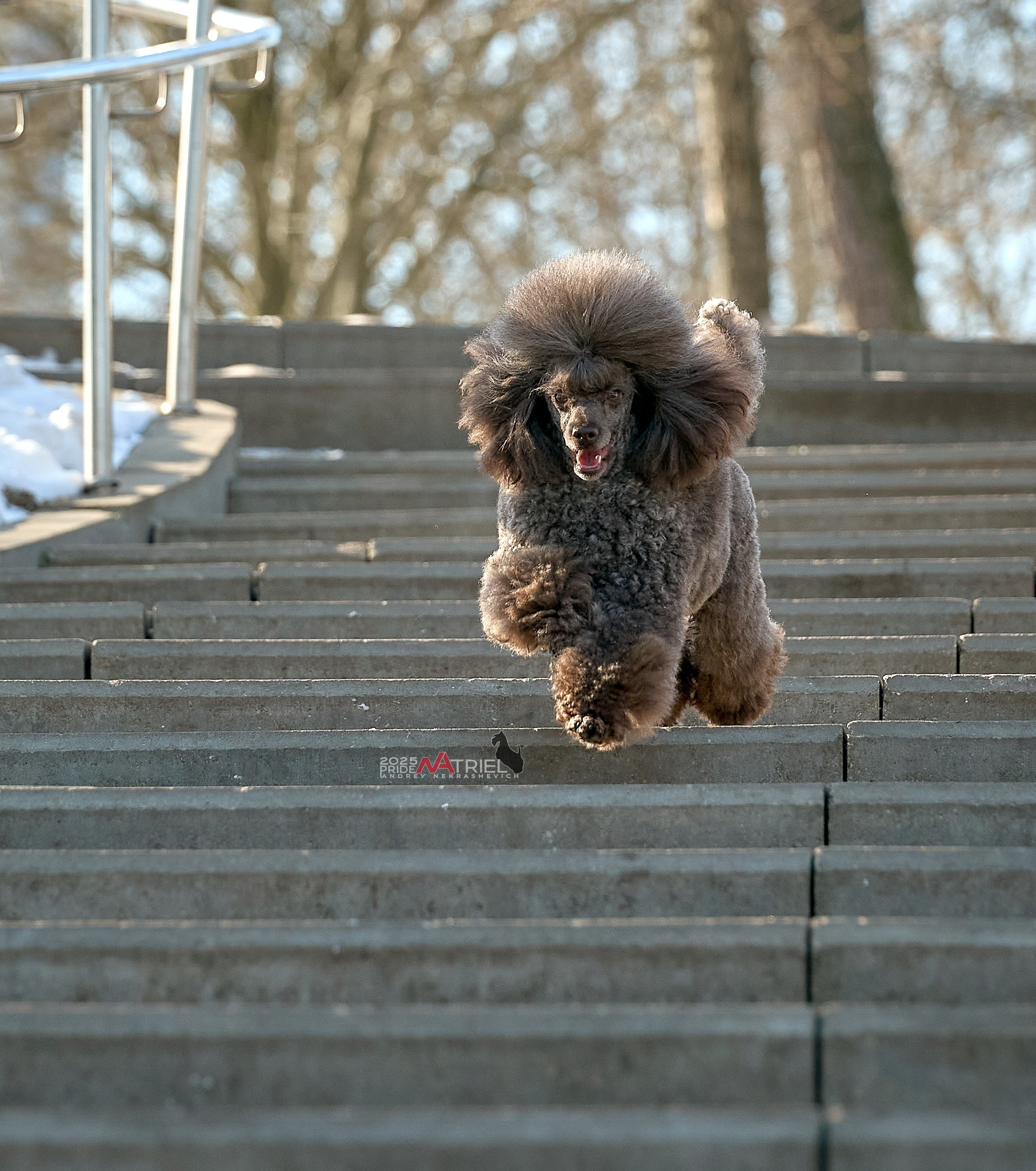 Фотопрогулка с пуделем