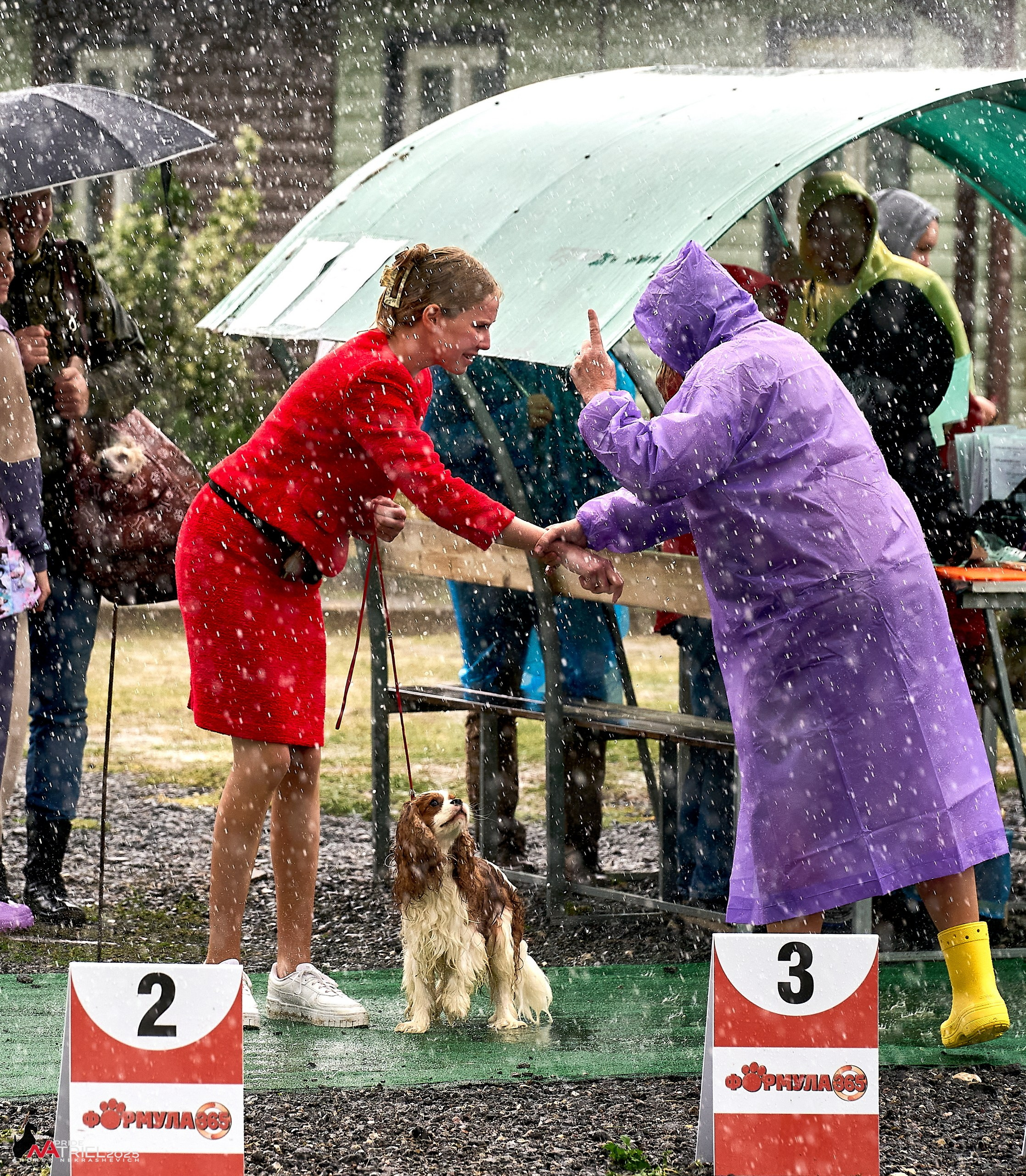 Репортаж с выставки собак