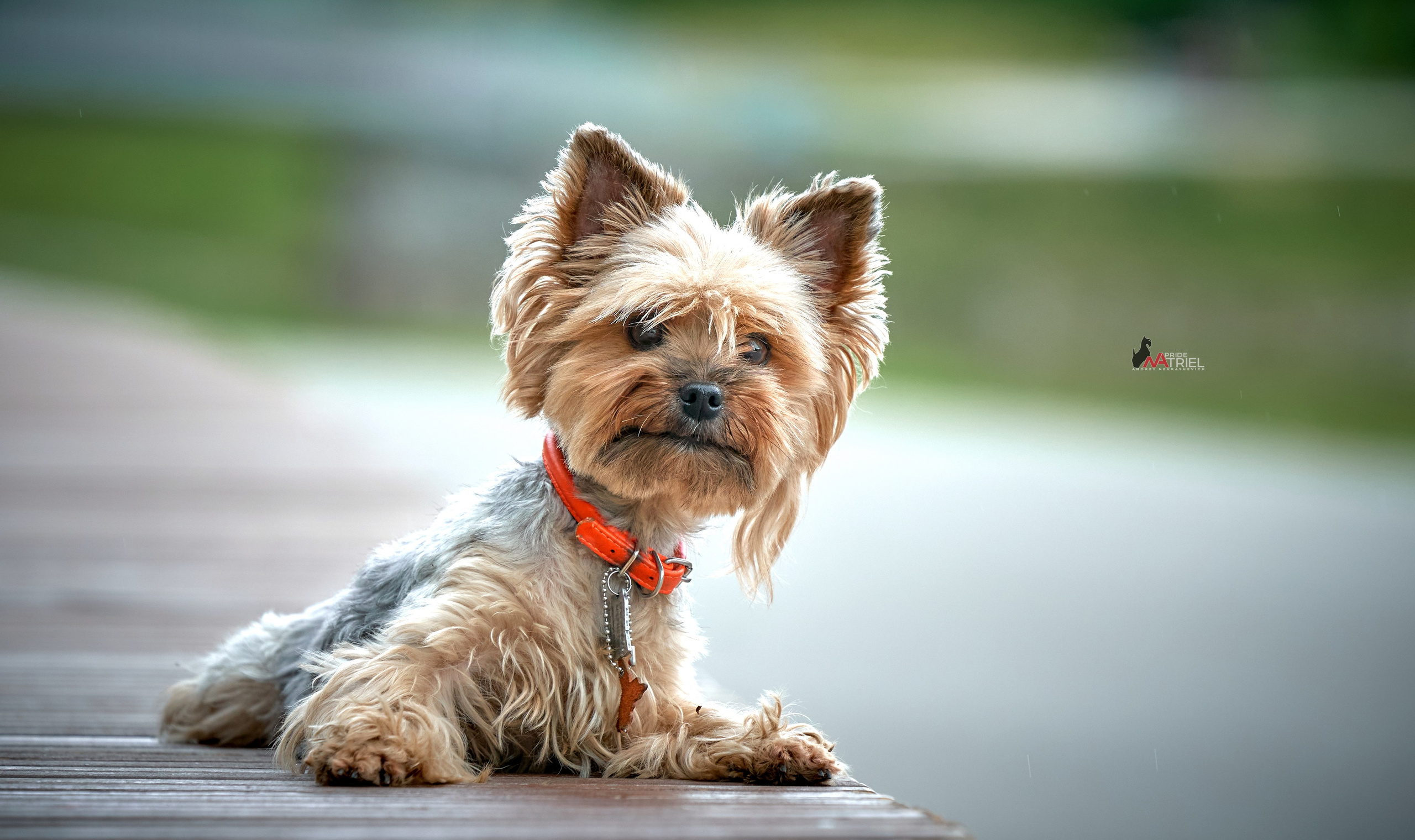 Йоркширский терьер Циля