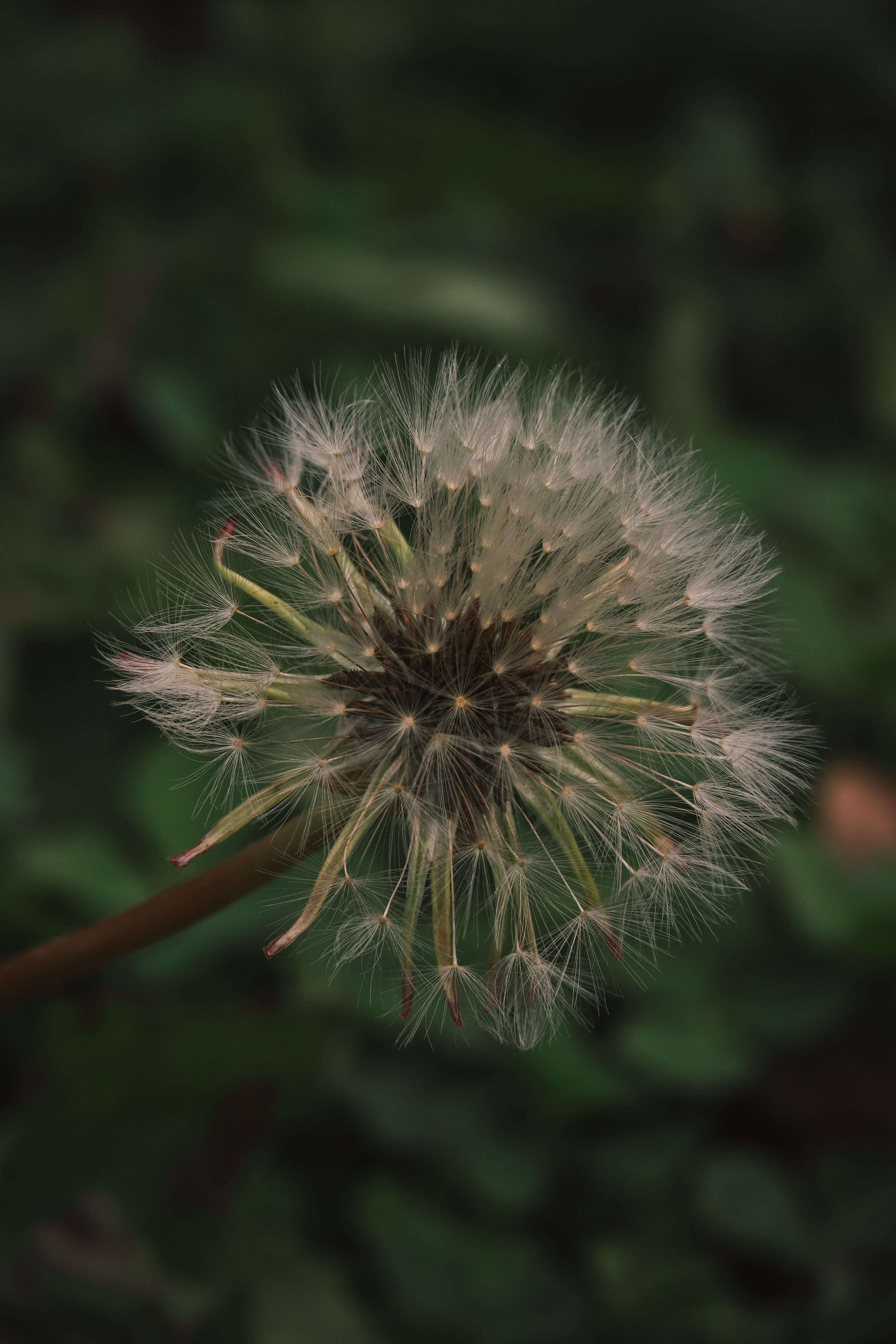 Р А С Т Е Н И Я. — Digital Noise —