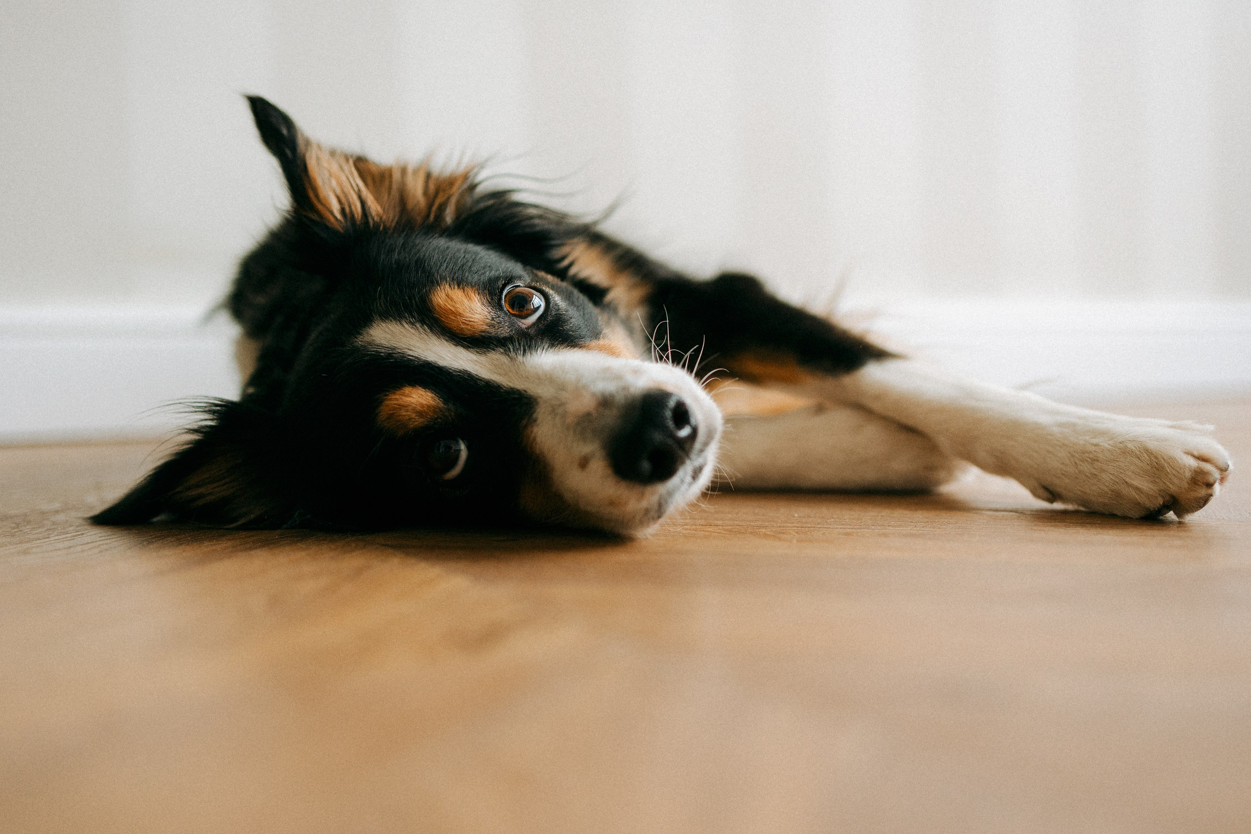 Цунами, Теон и Женя. Фотограф анималист Анастасия Пикей
