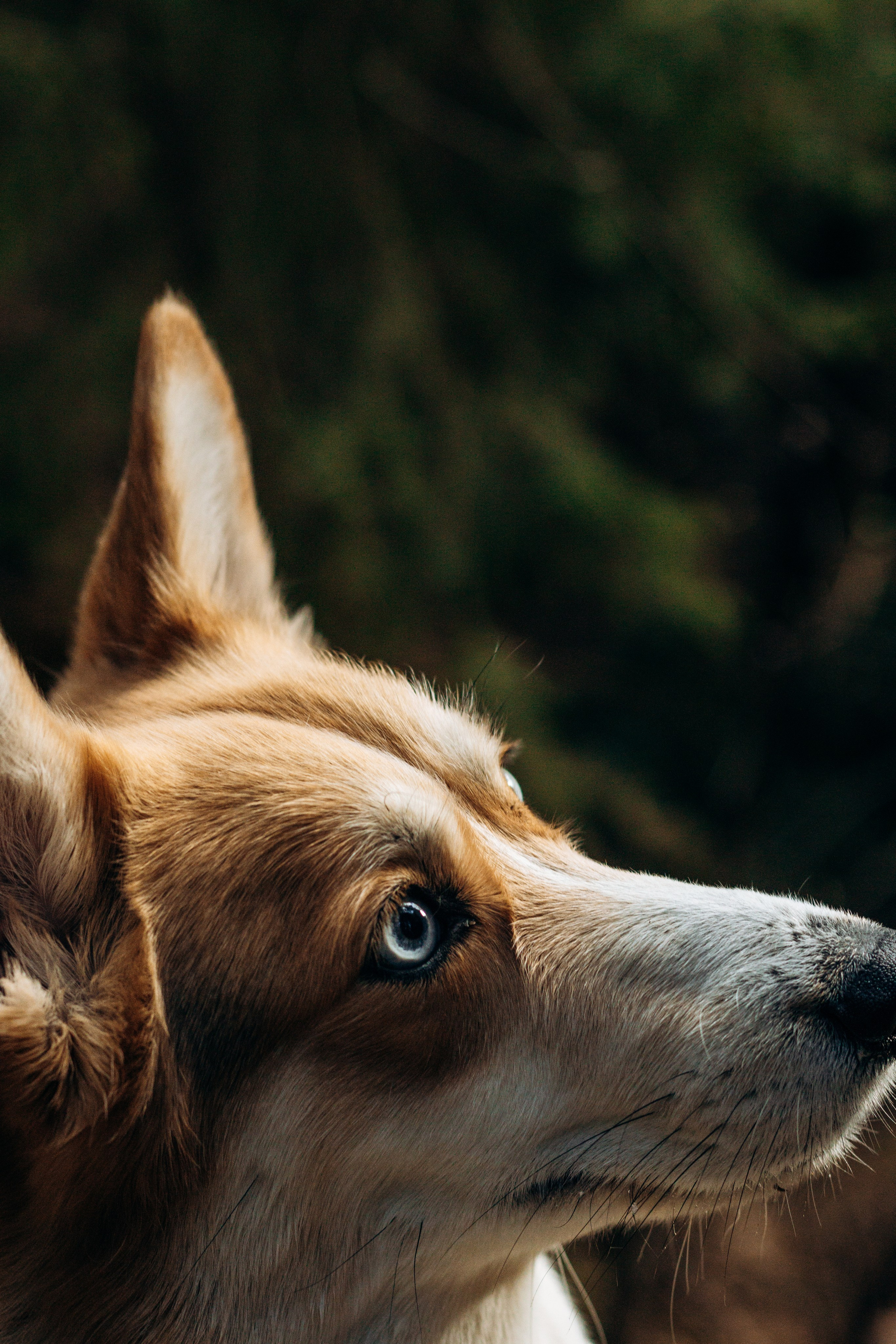 Лена и Ева. Фотограф-анималист в Санкт-Петербурге