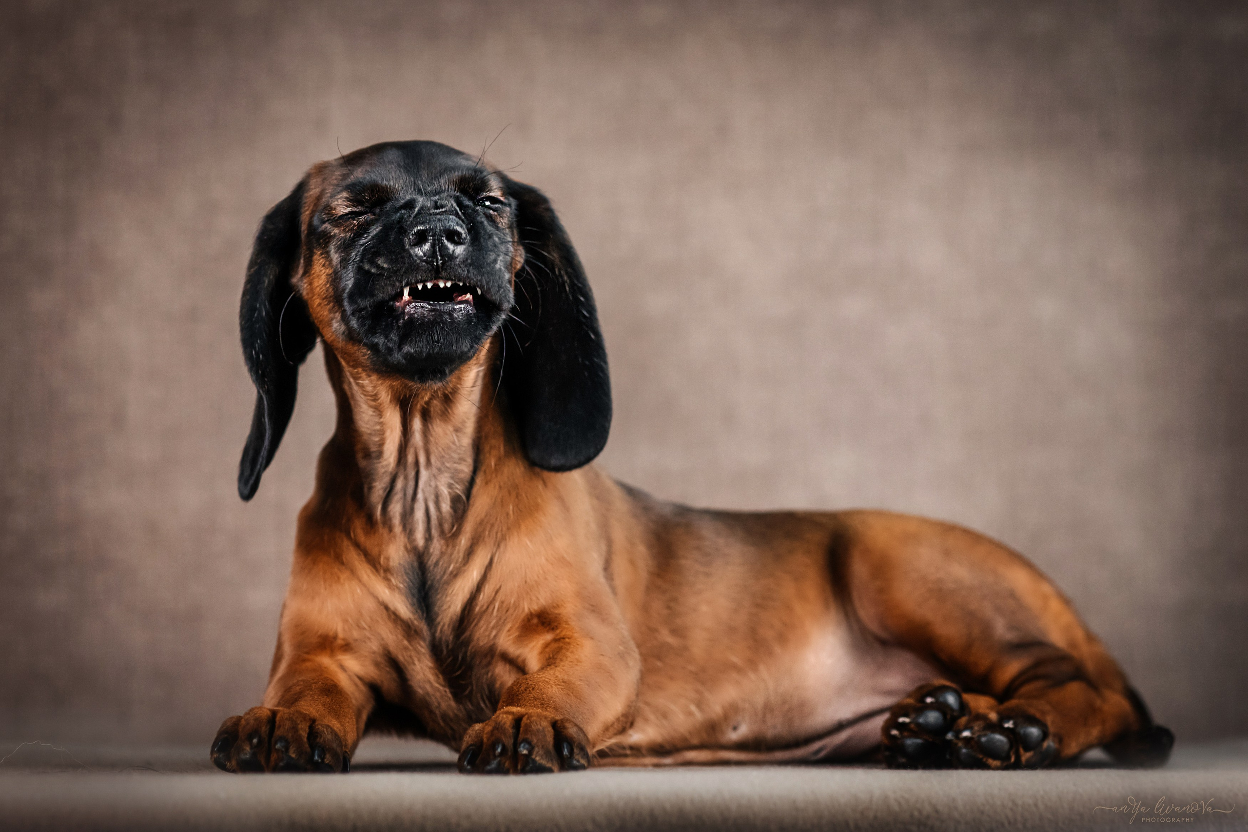 Баварские гончие. Фотограф анималист Аня Ливанова | Рыбинск