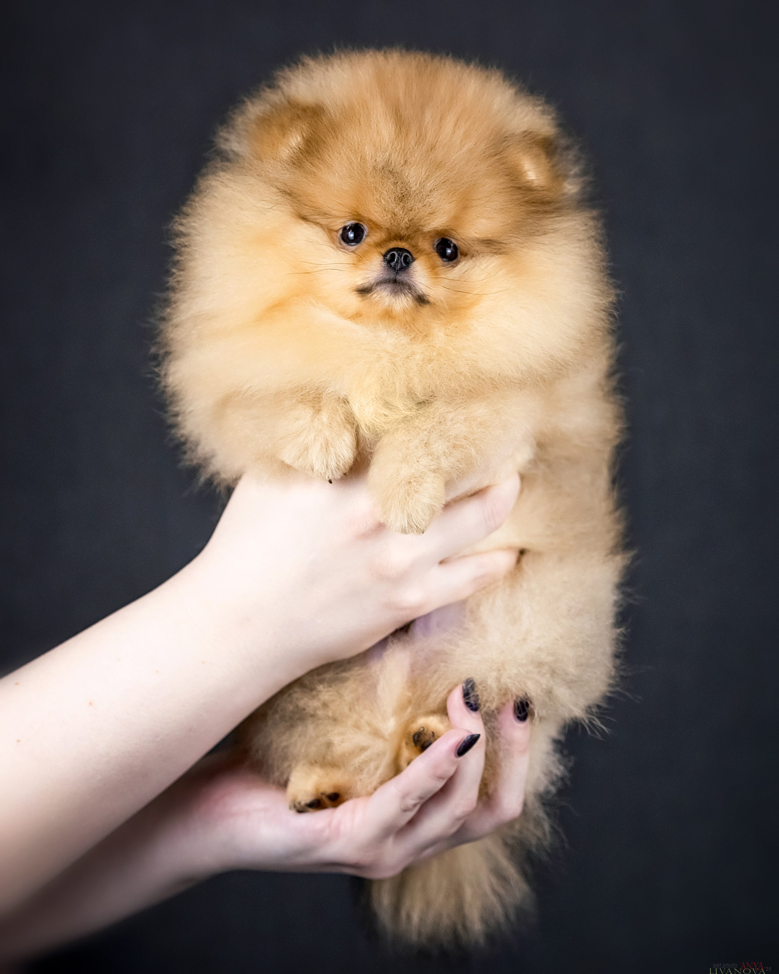 Шпицы. Фотограф анималист Аня Ливанова | Рыбинск