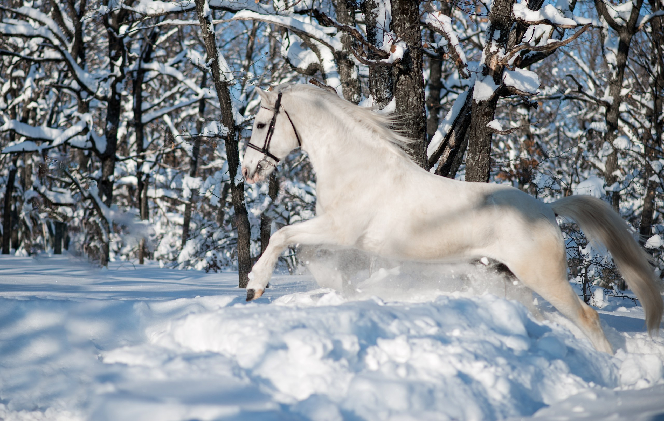 Лошади. Конный фотограф в Саратове Юлия Иванова