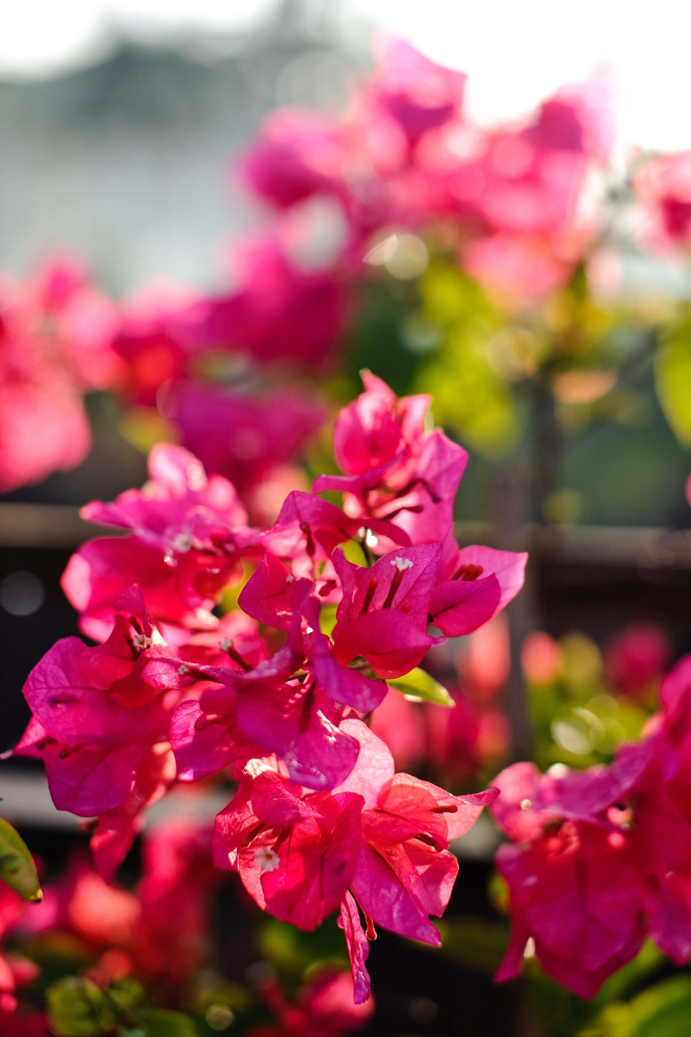 Анастасия и Алексей. Свадьба, Москва — Бали, Индонезия. Семейный фотограф Анна Дубовская