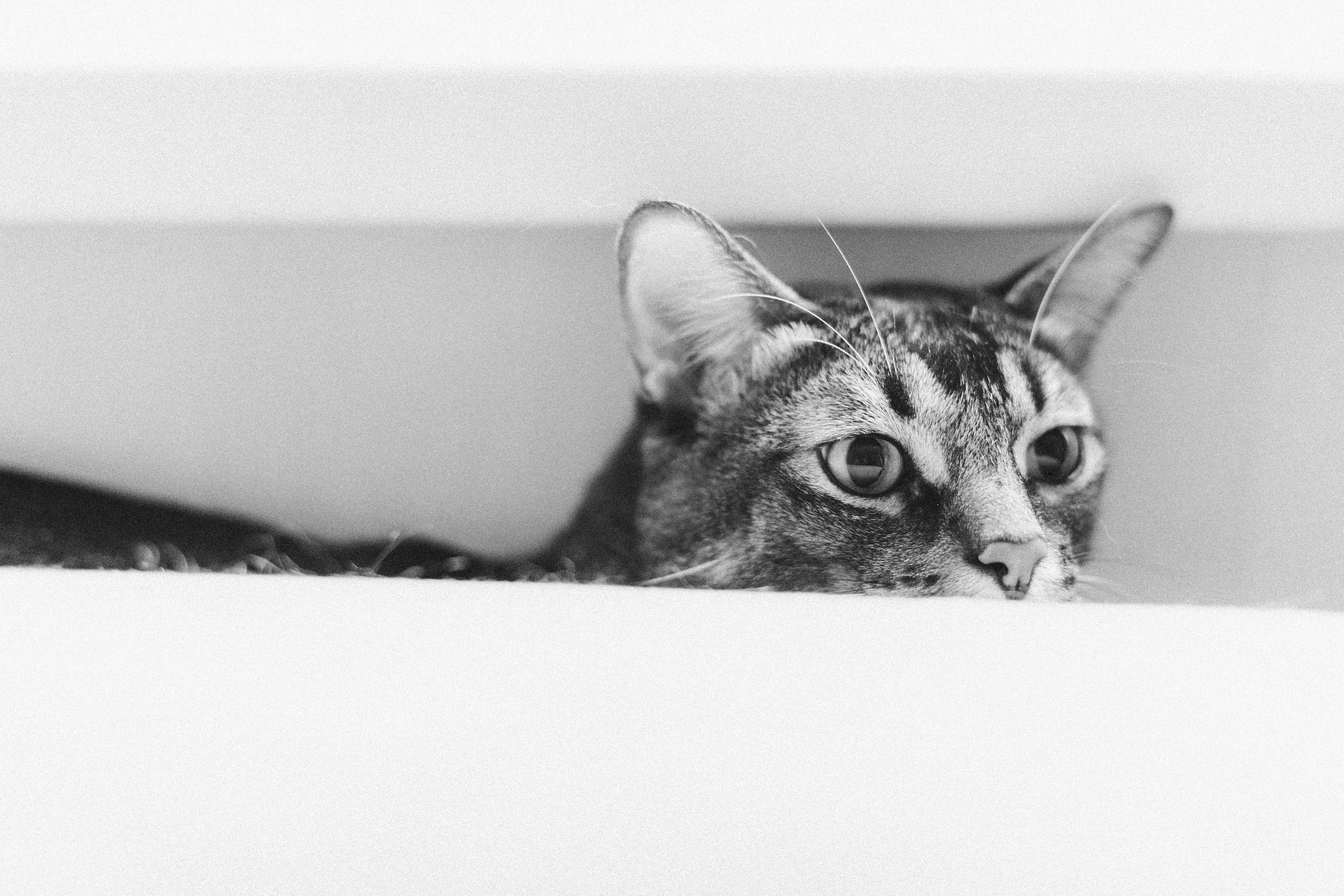 Гоша Ксюша Гриша. Свадебный и Репортажный фотограф Нижний Новгород Москва Ежов Иван