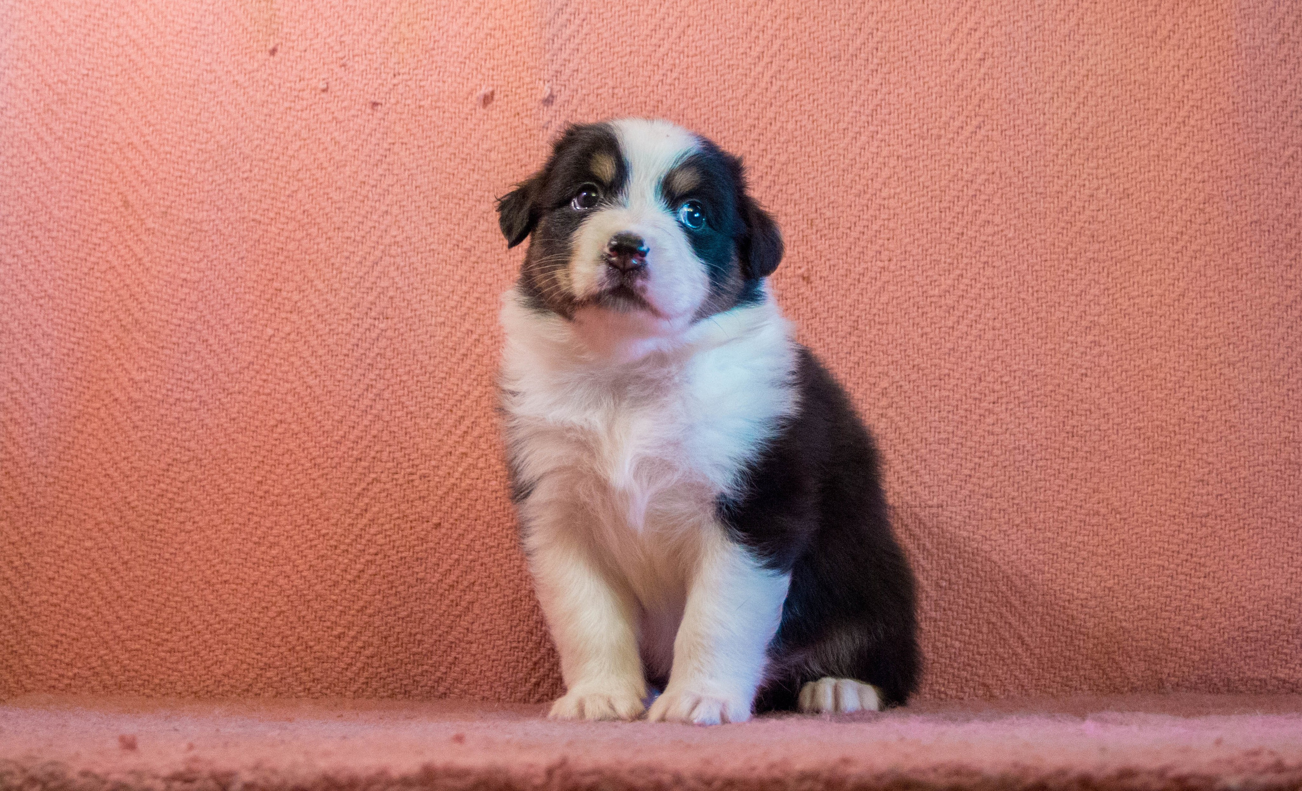 Рыся. BLGKV питомник собак