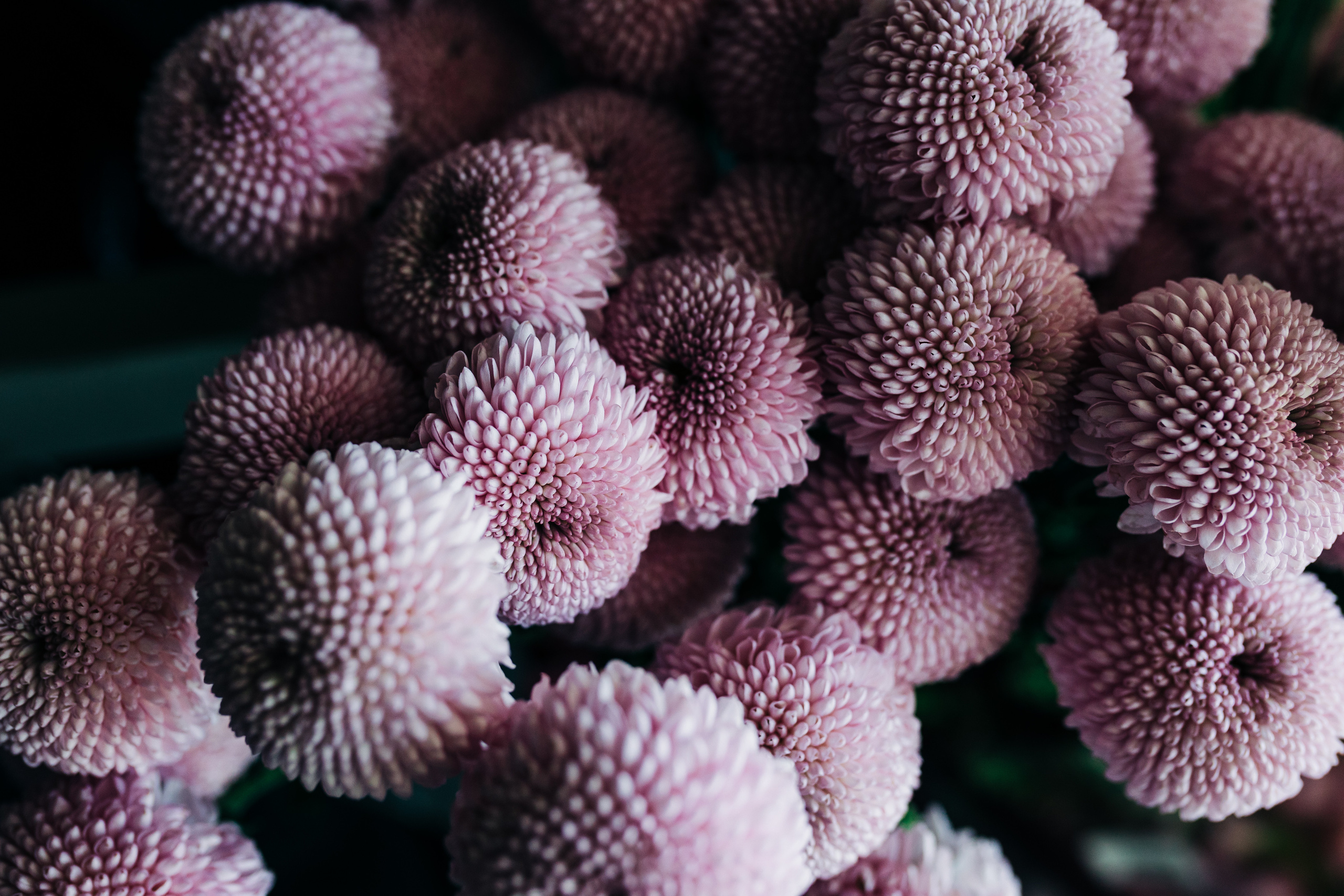 «NIGMA». Свадебный и семейный фотограф в Краснодаре Роман Моско