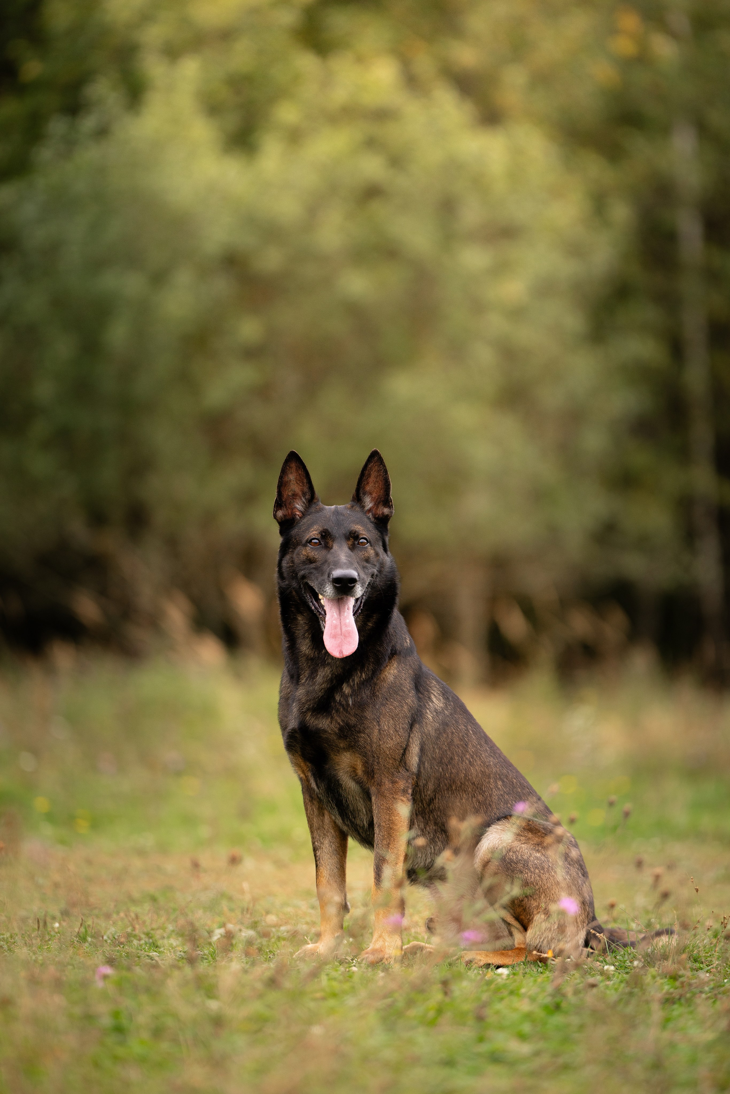 Макс. Фотограф и видеограф анималист Аганина Дарья